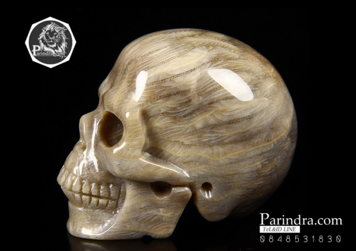 หินฟอสซิลปะการัง (Coral Fossil) แกะสลักรูปหัวกระโหลก ด้านหลังเหมือนก้อนสมอง #SKC000
