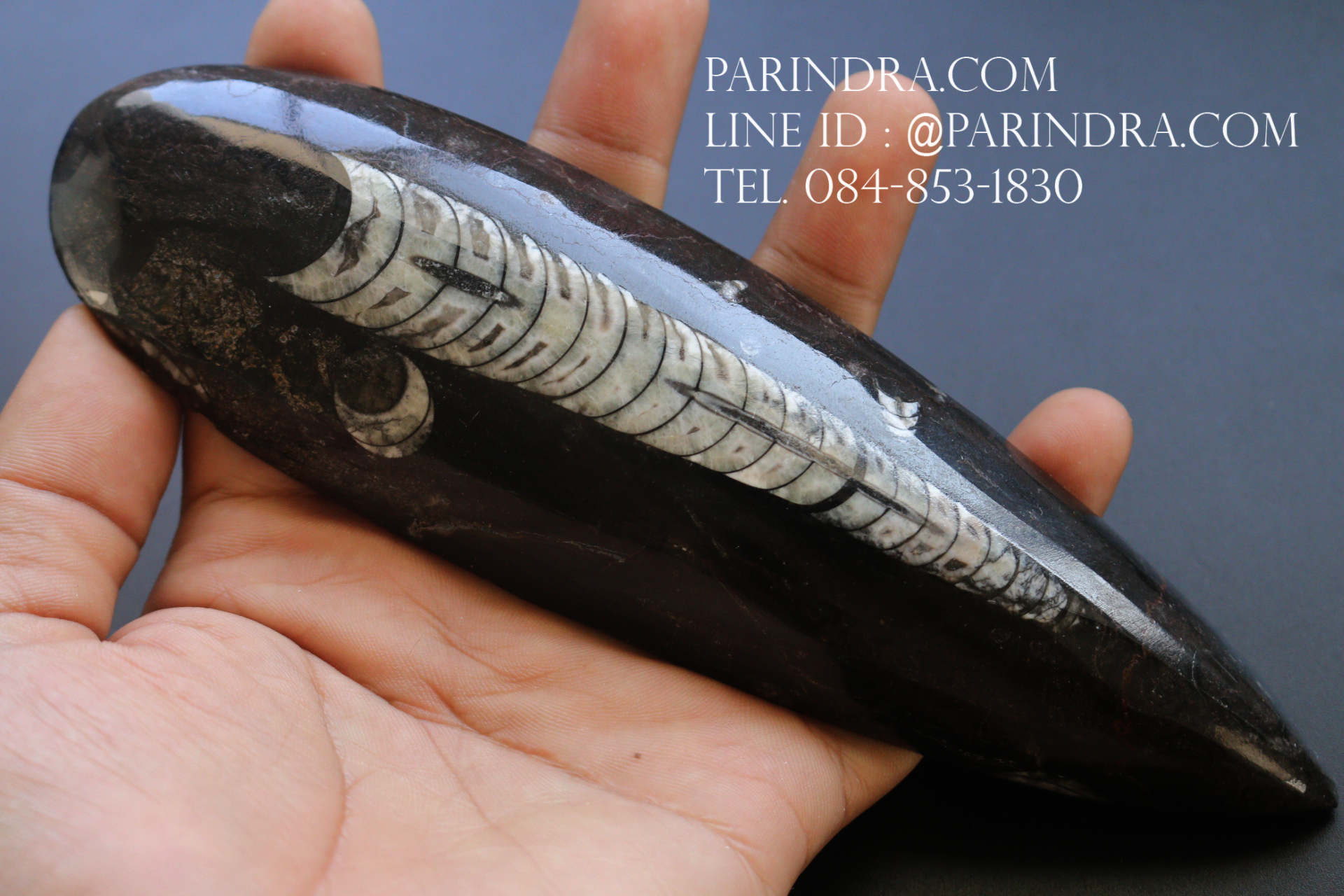 ฟอสซิล Nautiloid ออโทเซอรัส (Orthoceras sp.) - จาก Morocco #OT004