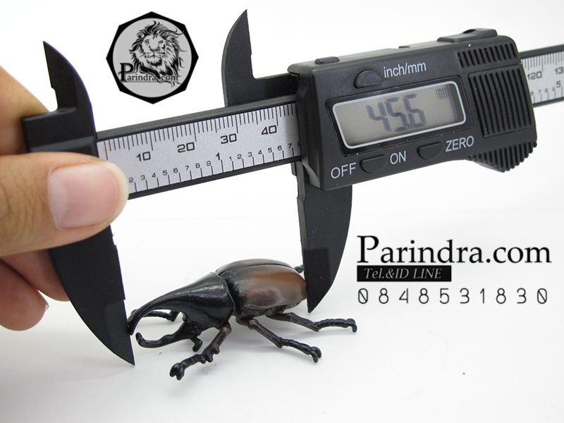 โมเดลด้วง