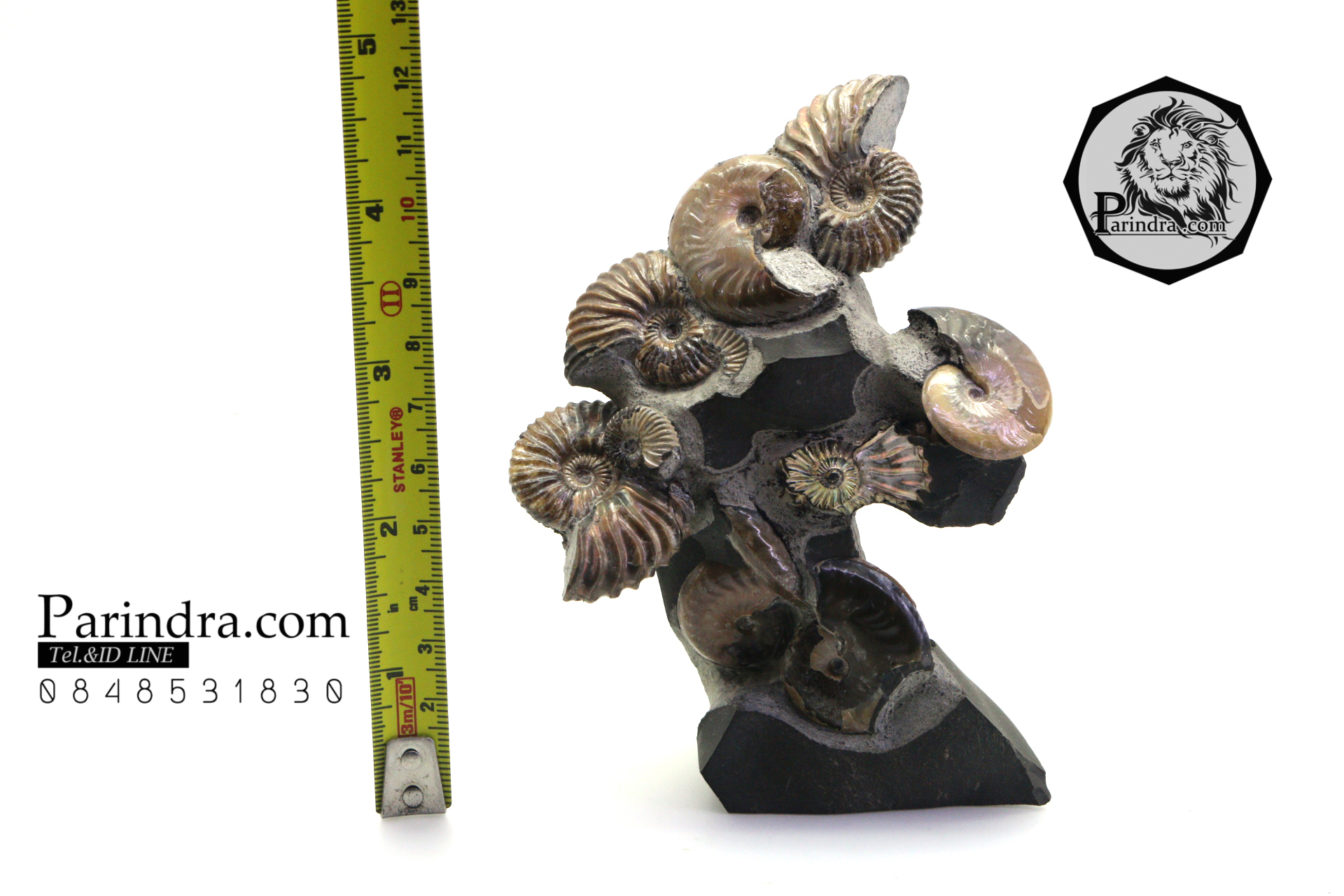 ฟอสซิล แอมโมไนต์ Ammonite Deschaesites และ Aconeceras- จาก Middle Volga, Russia #AM034