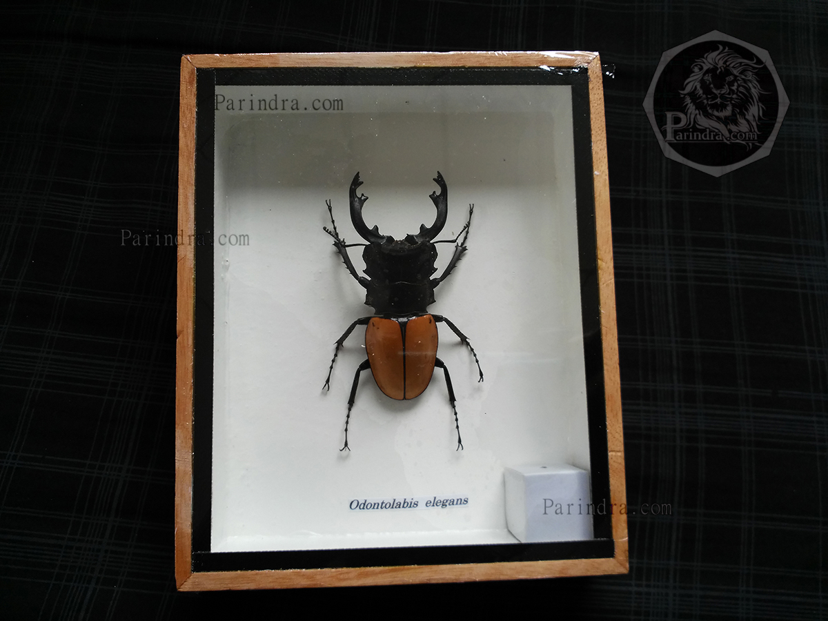 ด้วงคีมกว่างเหลืองเหนือ (Odontolabis mouhotii elegans) ในกรอบไม้น้ำตาล สำหรับตั้งโชว์ ขนาด 5x6 นิ้ว