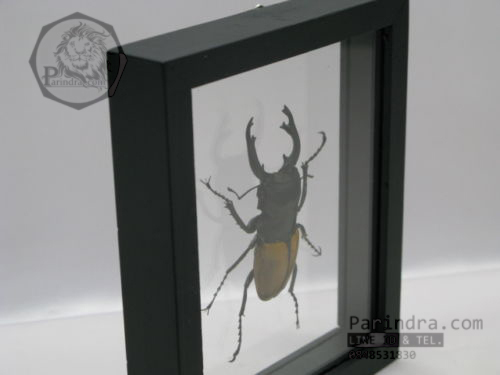 ด้วงกว่าง (Odontolabis mouhotii elegans) ในกรอบไม้สีดำ สำหรับตั้งโชว์ ขนาด 12.5x6x4 cm.