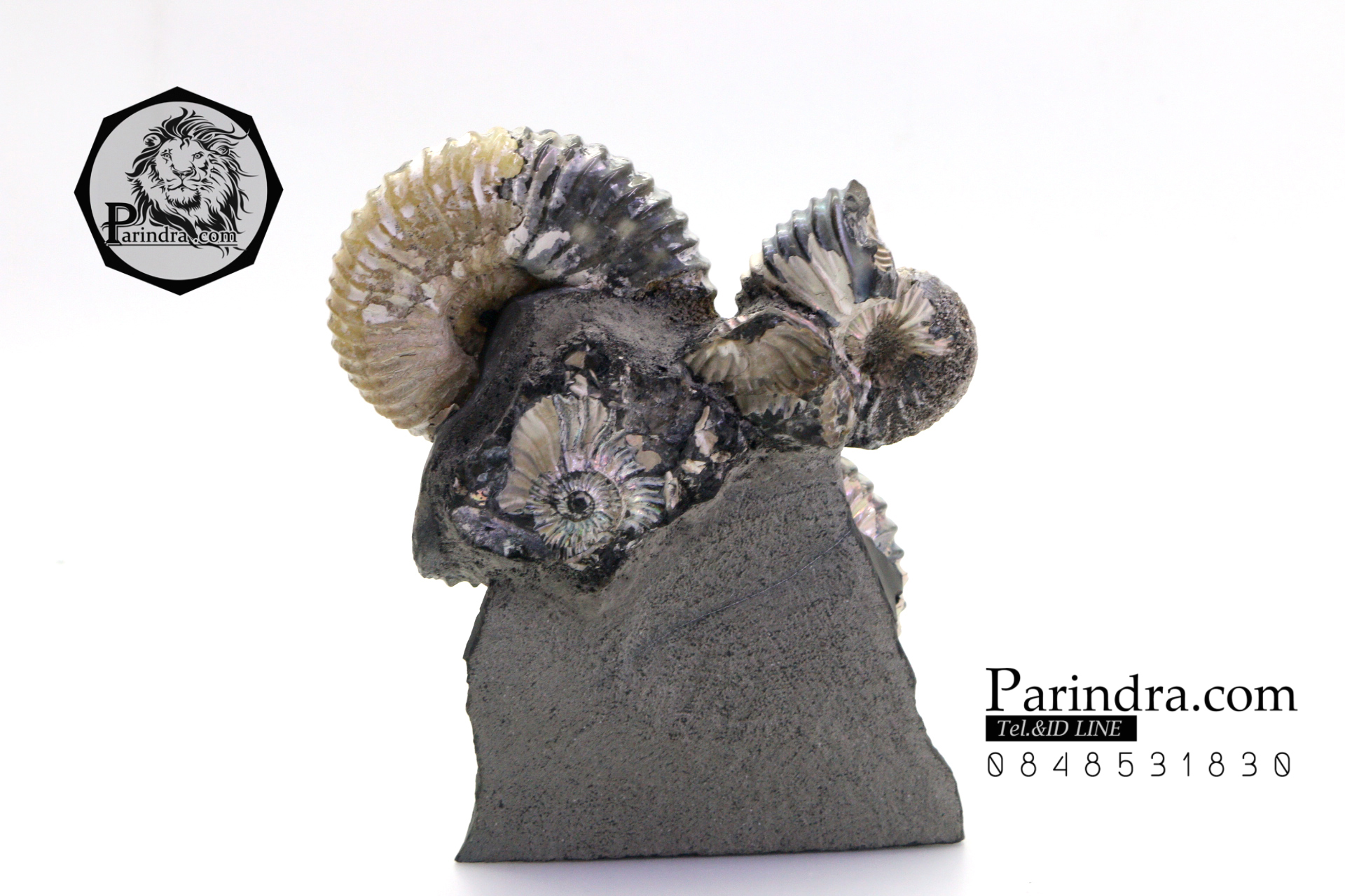 ฟอสซิล แอมโมไนต์ Ammonite Deschaesites - จาก Middle Volga, Russia #AM035