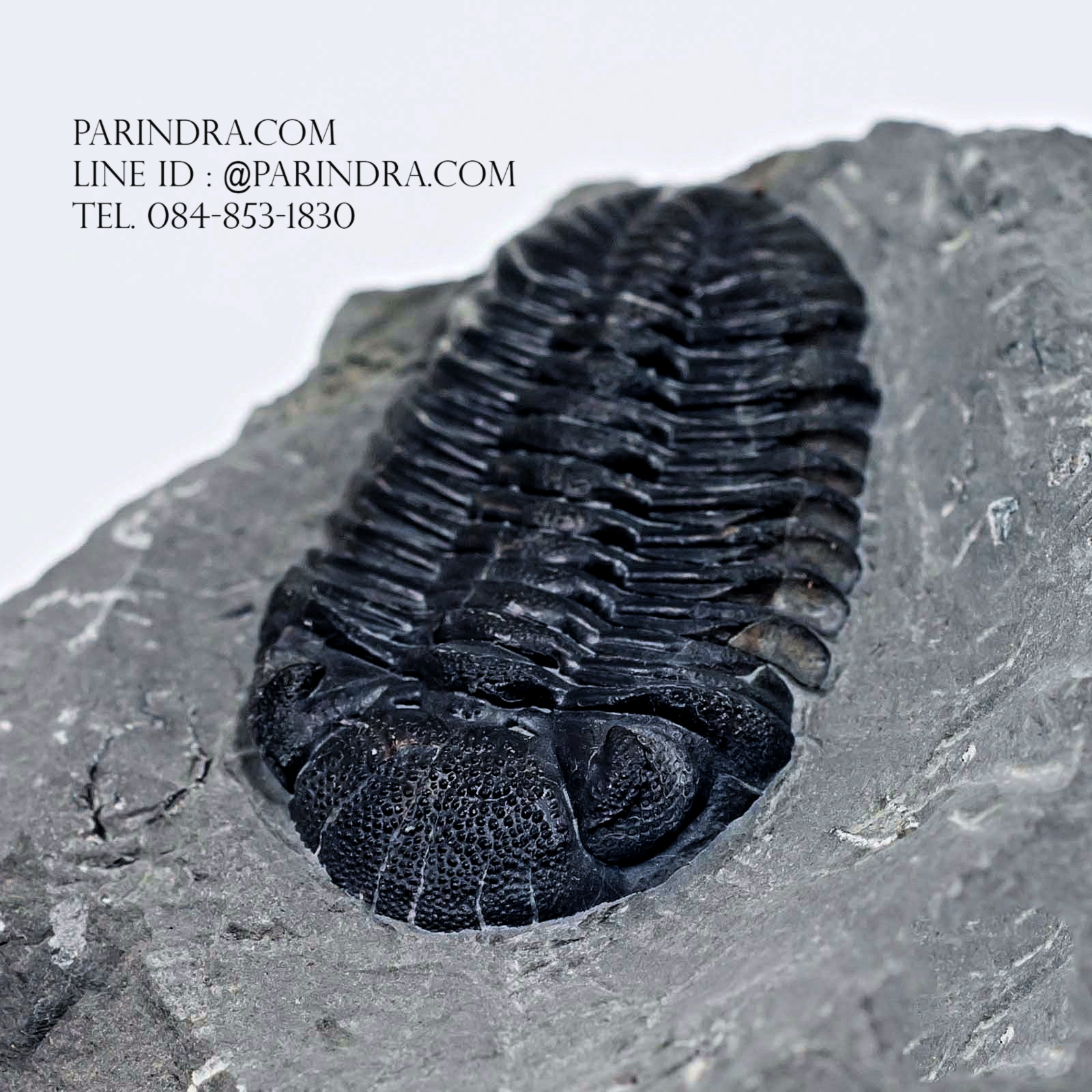 ฟอสซิล Trilobite Eldredgeops rana หายาก, USA #TLB011