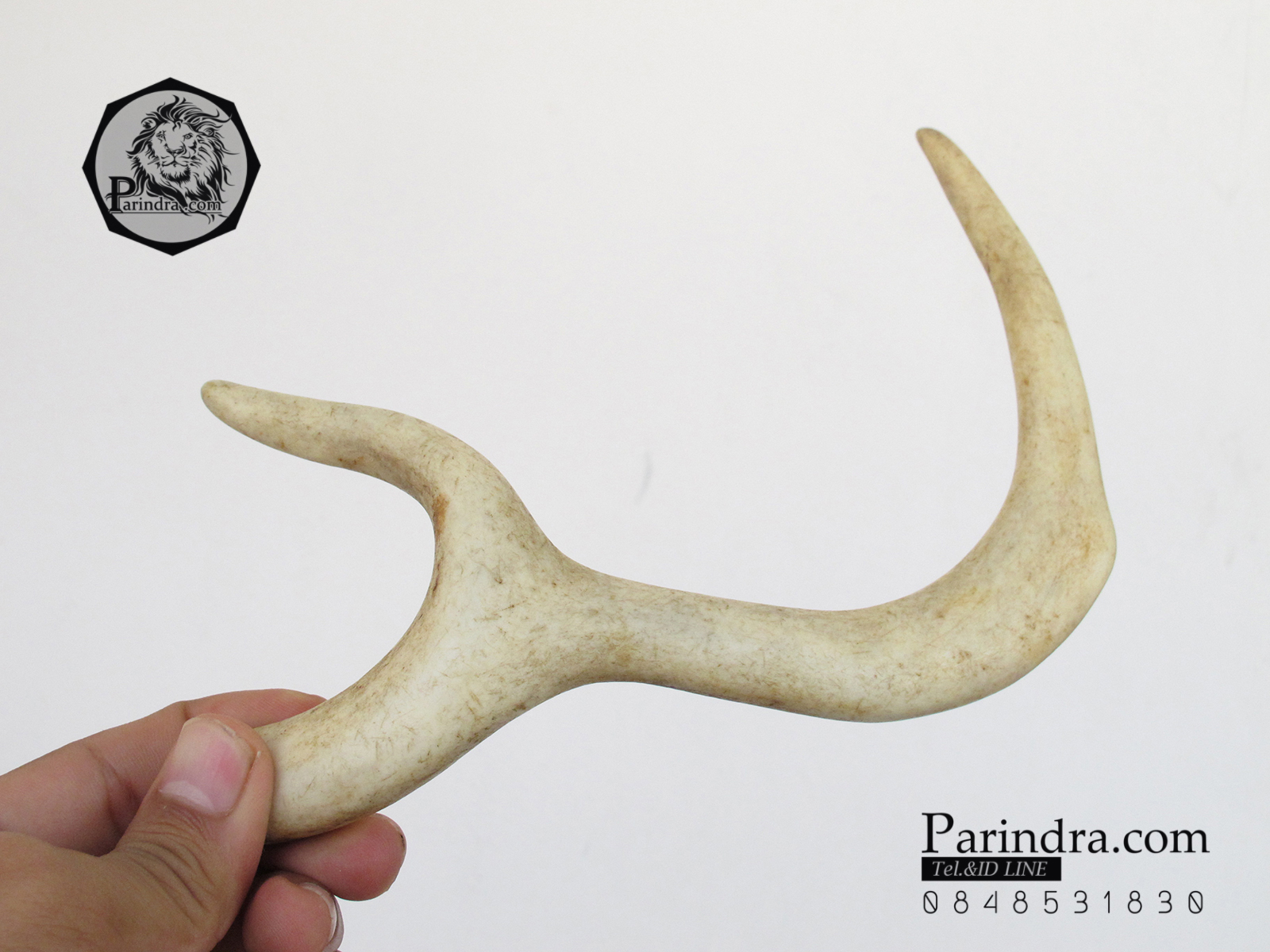 เขากวาง โค้งเว้าได้สัดส่วน หายากสภาพสมบูรณ์ ขนาด 8 นิ้ว