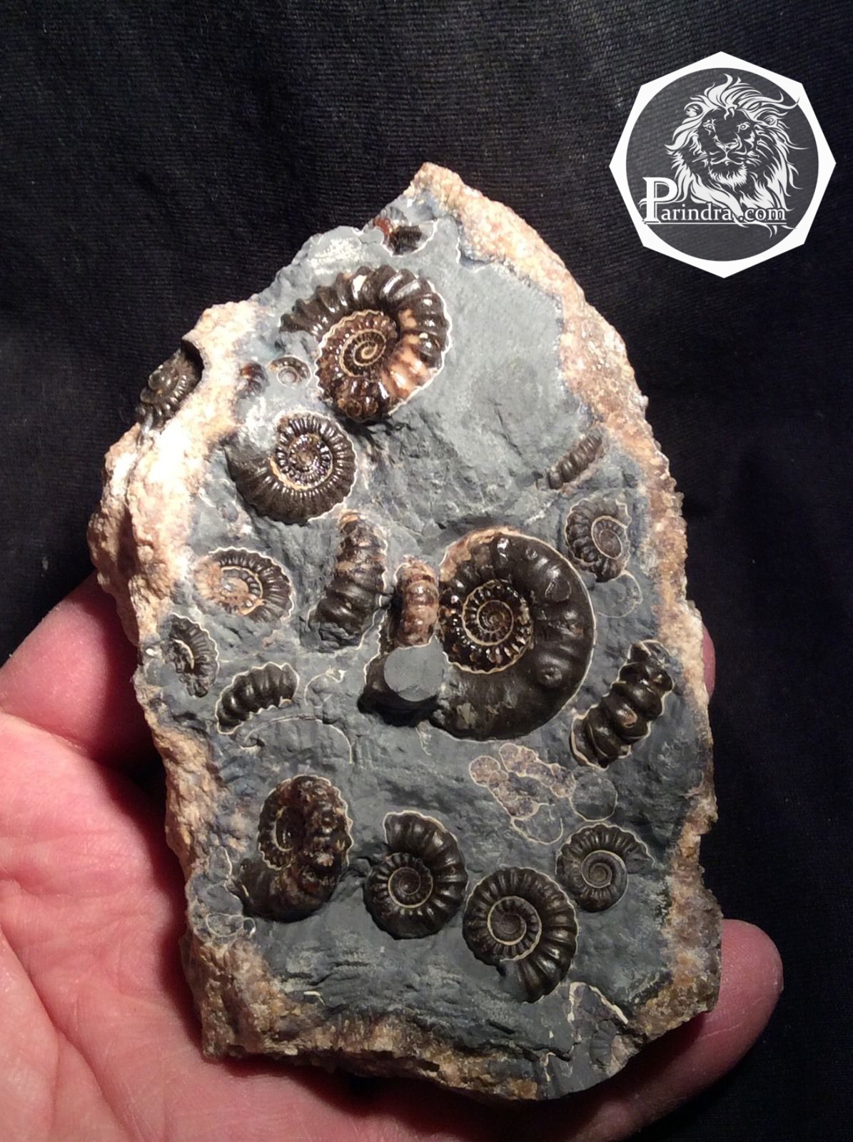 ฟอสซิลหอย Ammonite Promicroceras และ Xipheroceras- จากหาด Charmouth UK #AM007