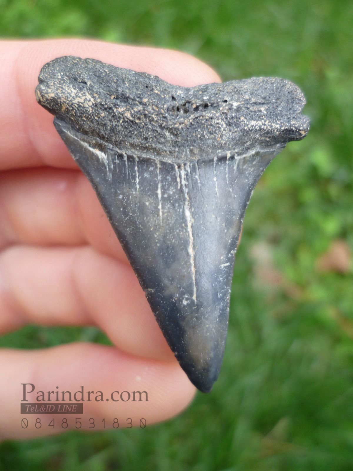 ฟันฉลามมาโก Mako Shark tooth จาก ประเทศเบลเยี่ยม สีออกเทา ขนาด 1.63" นิ้ว #MKT002