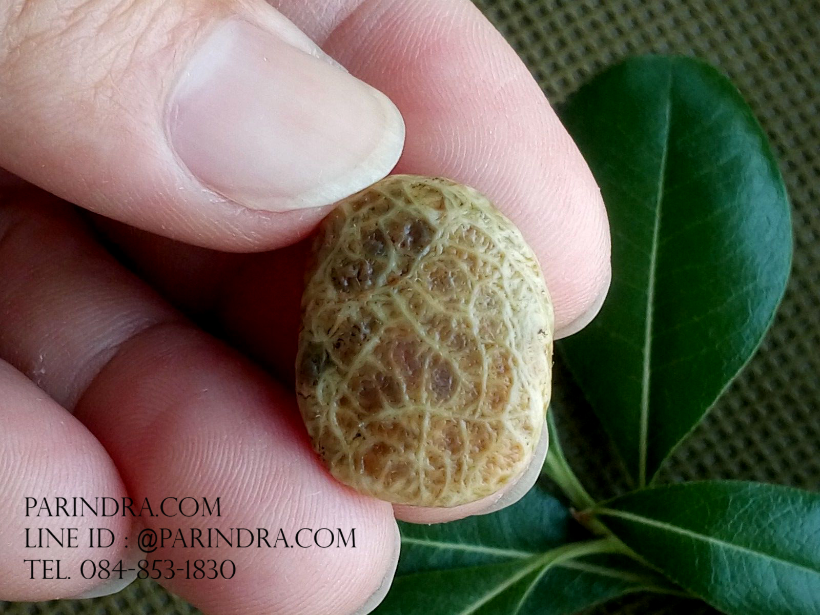 หินรูปทรงประหลาดจากทะเลทรายโกบี GOBI Fish Roe Stone #GOBI009