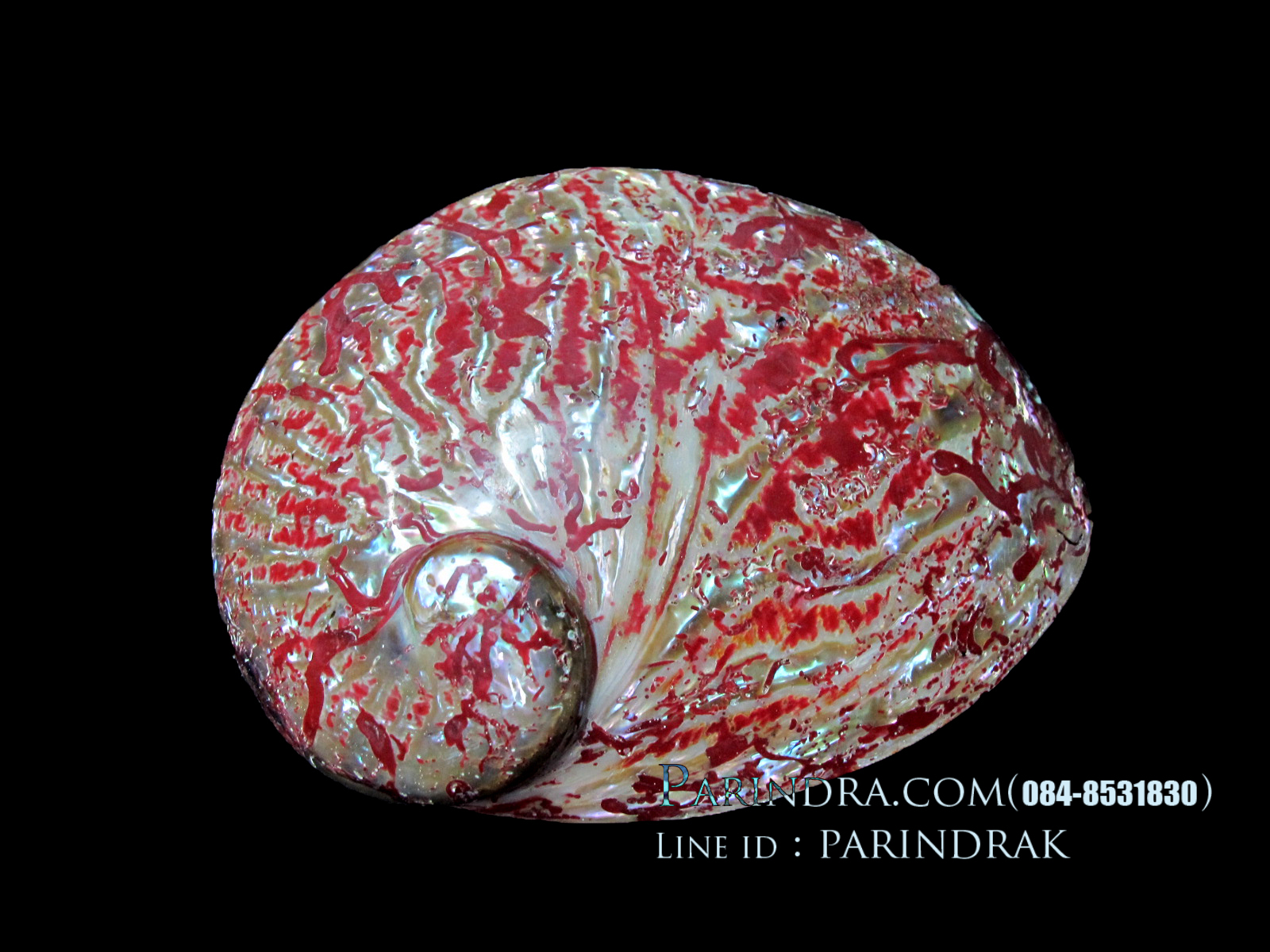 เปลือกหอยเป๋าฮื้อ(Abalone)ขัดและเคลือบเรซิ่นแดง HAR002
