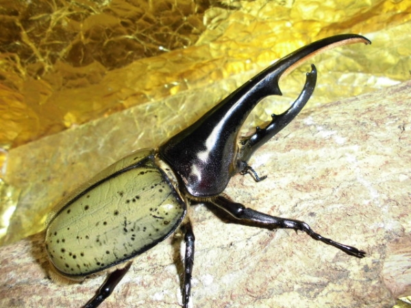 ขายตัวอ่อนหนอนด้วงกว่างยักษ์เฮอร์คิวลิส (Dynastes Hurcules Hurcules) CBF1 ระยะ L3 เพศผู้