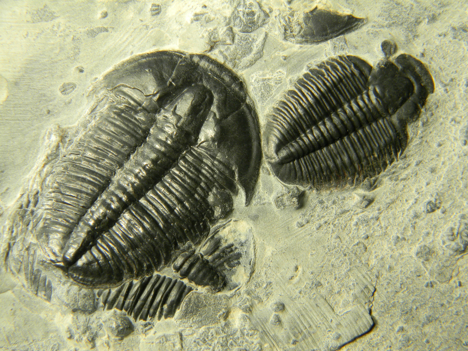 ฟอสซิล Trilobite จากรัฐ Utah USA T3 #TLB004