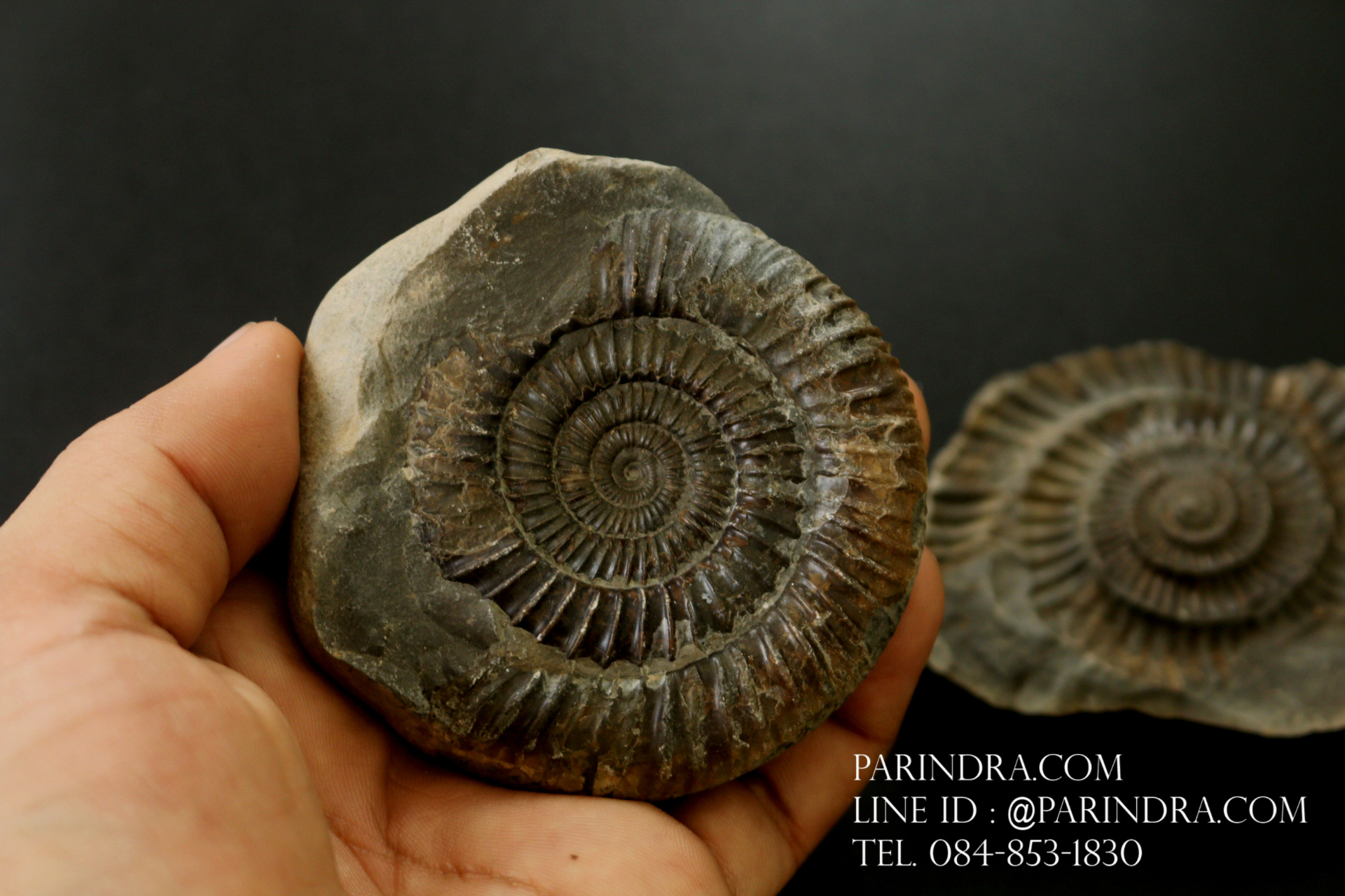 ฟอสซิล แอมโมไนต์ Ammonite Dactylioceras commune Whitby UK #AM039