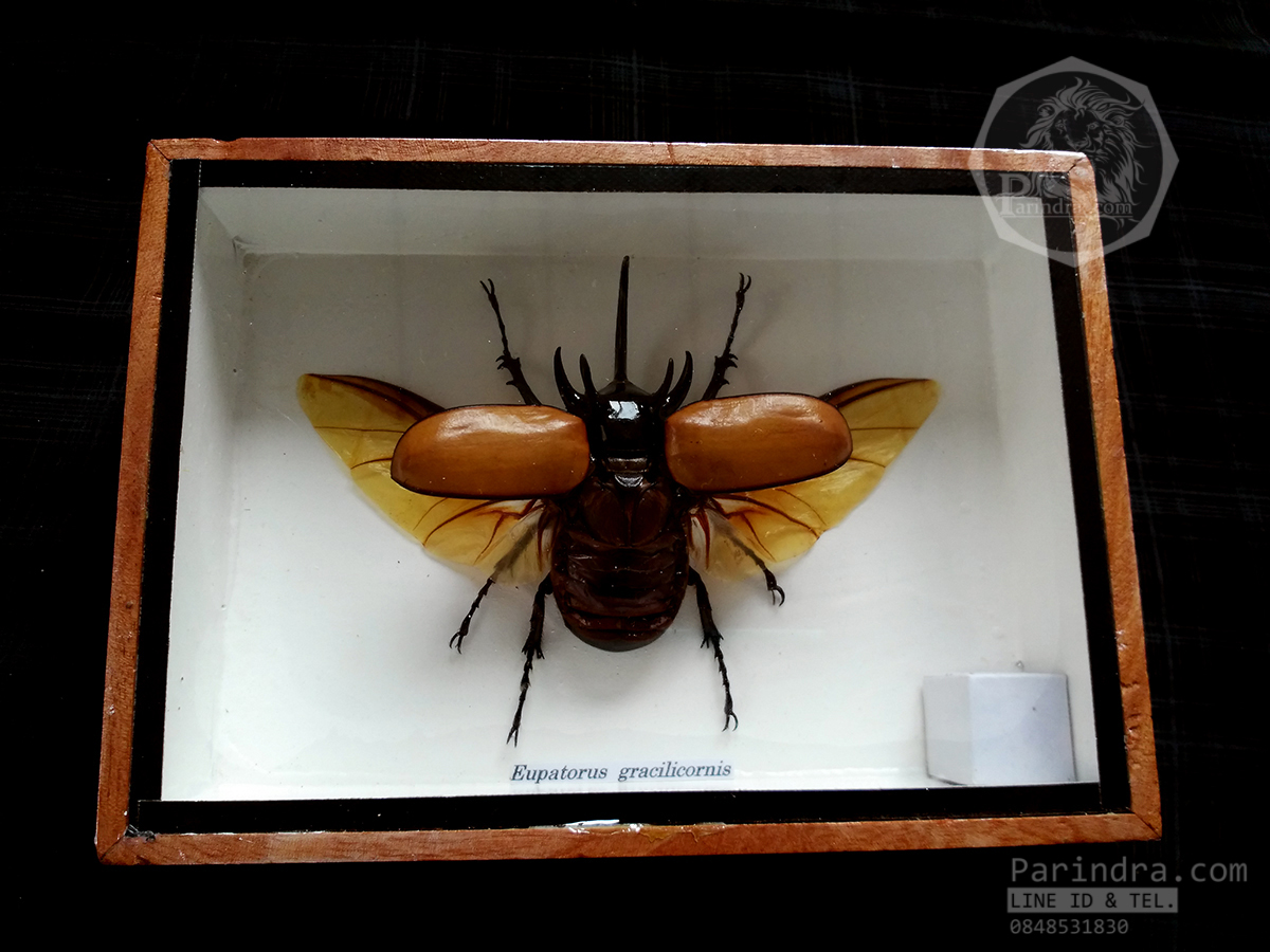 ด้วงกว่างห้าเขา กว่างซางเหนือ ( Eupatorus gracilicornis Arrow ) แบบกางปีก สำหรับตั้งโชว์ ขนาด 5x7 นิ้ว