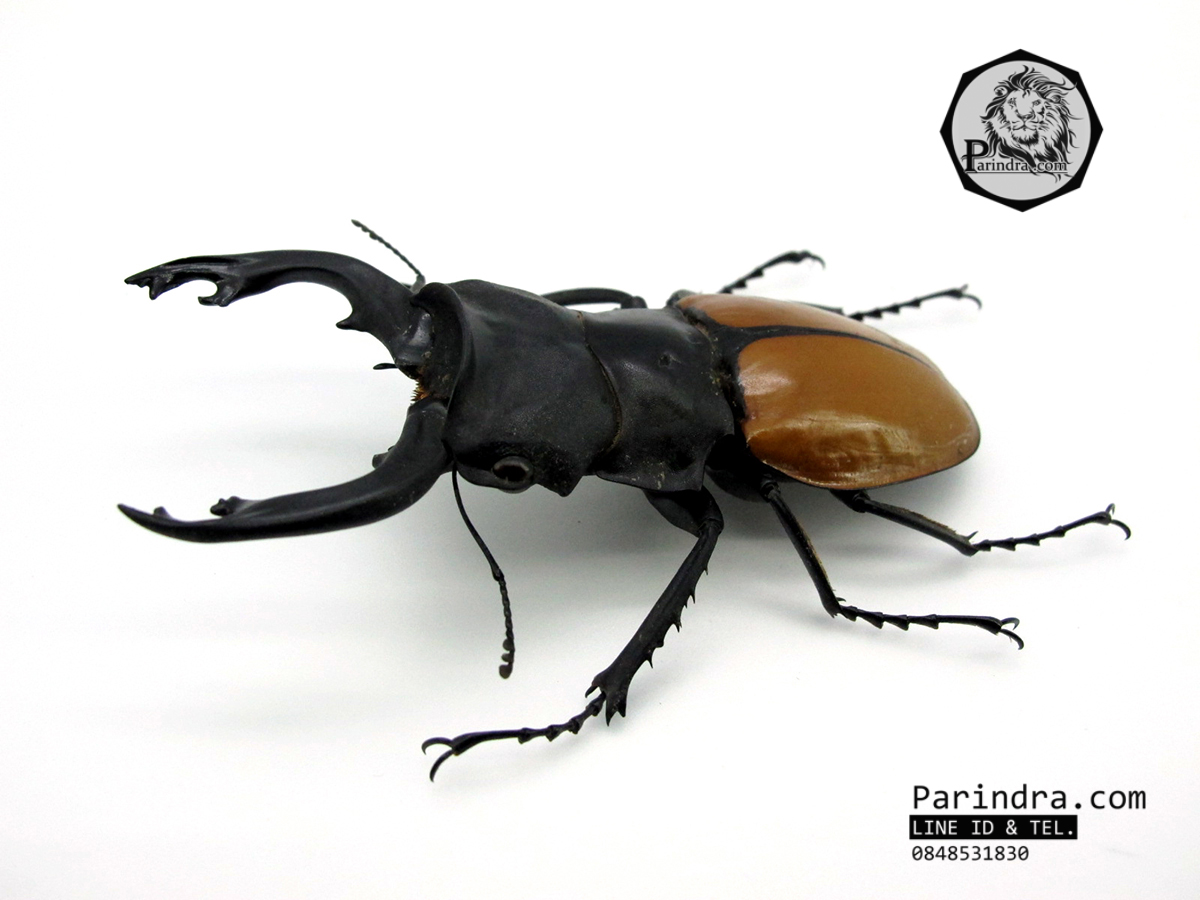 ซากด้วงคีมกว่างเหลืองซางกาญจนบุรี (Odontolabis mouhotii elegans) ขนาด 75 mm. จากภาคตะวันตกของประเทศไทย