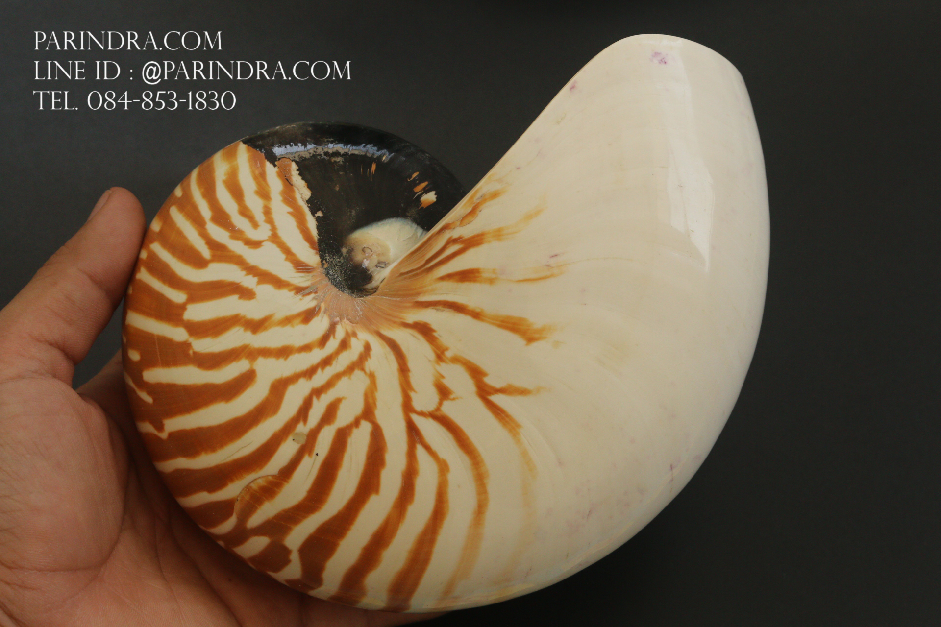เปลือกหอยงวงช้าง นอติลุส Nautilus pompilus ขนาด 7 นิ้ว #001