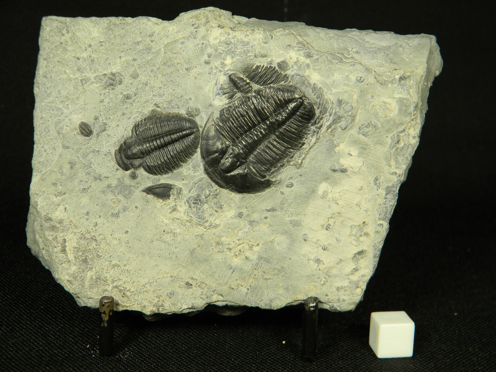 ฟอสซิล Trilobite จากรัฐ Utah USA T3 #TLB004