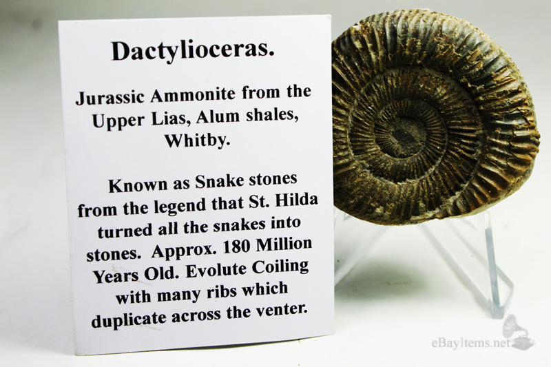 ฟอสซิลหอย Ammonite Dactylioceras commune , Whitby Fossil UK #AM026