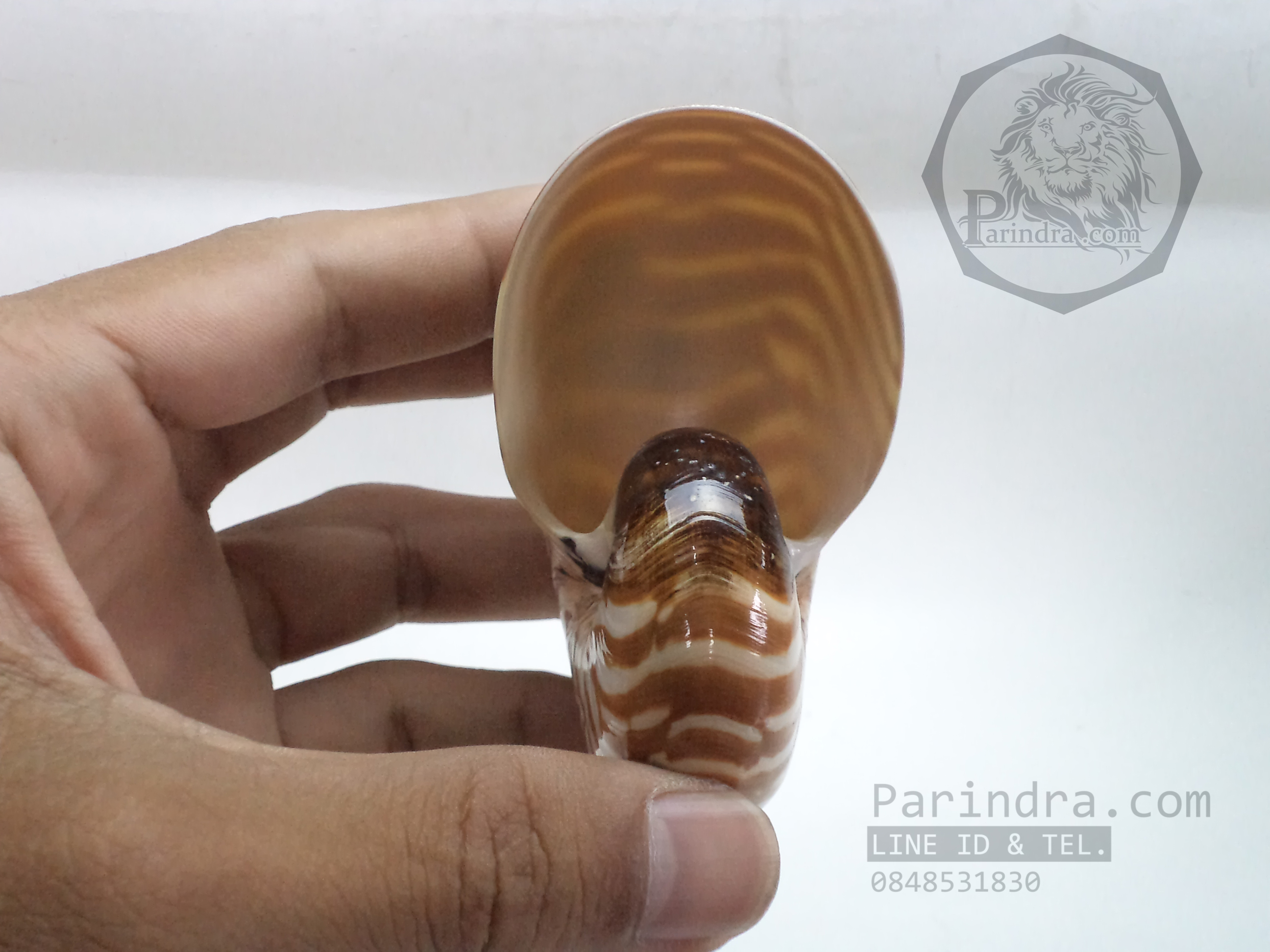 เปลือกหอย นอติลุส หอยงวงช้าง ขนาดเล็ก ขนาด 3 นิ้ว ผิวสีธรรมชาติ 004