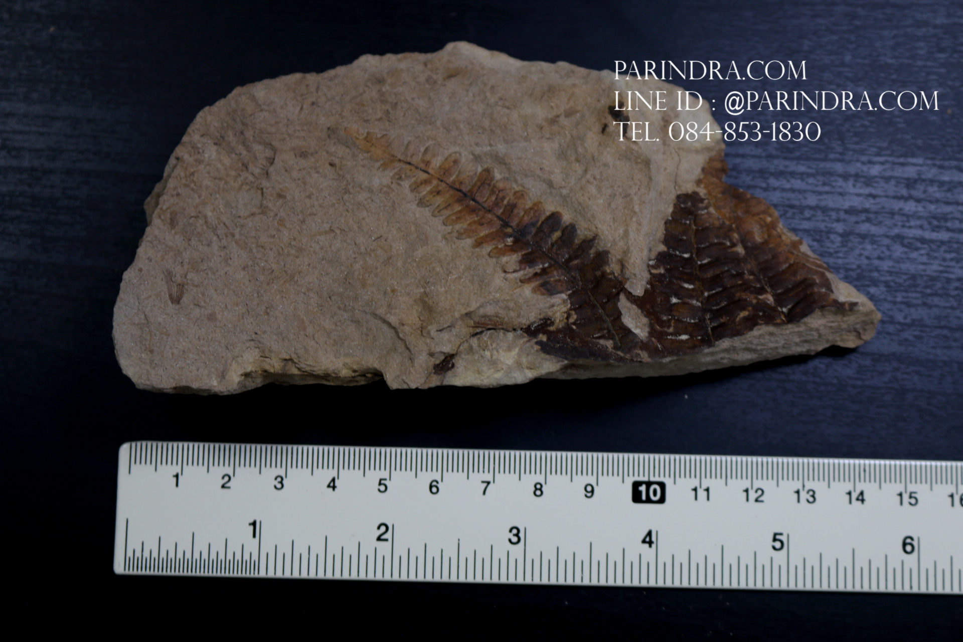 ฟอสซิลเฟิร์น ชนิด Polymorphopteris magdalenae จาก SPAIN #FRN006