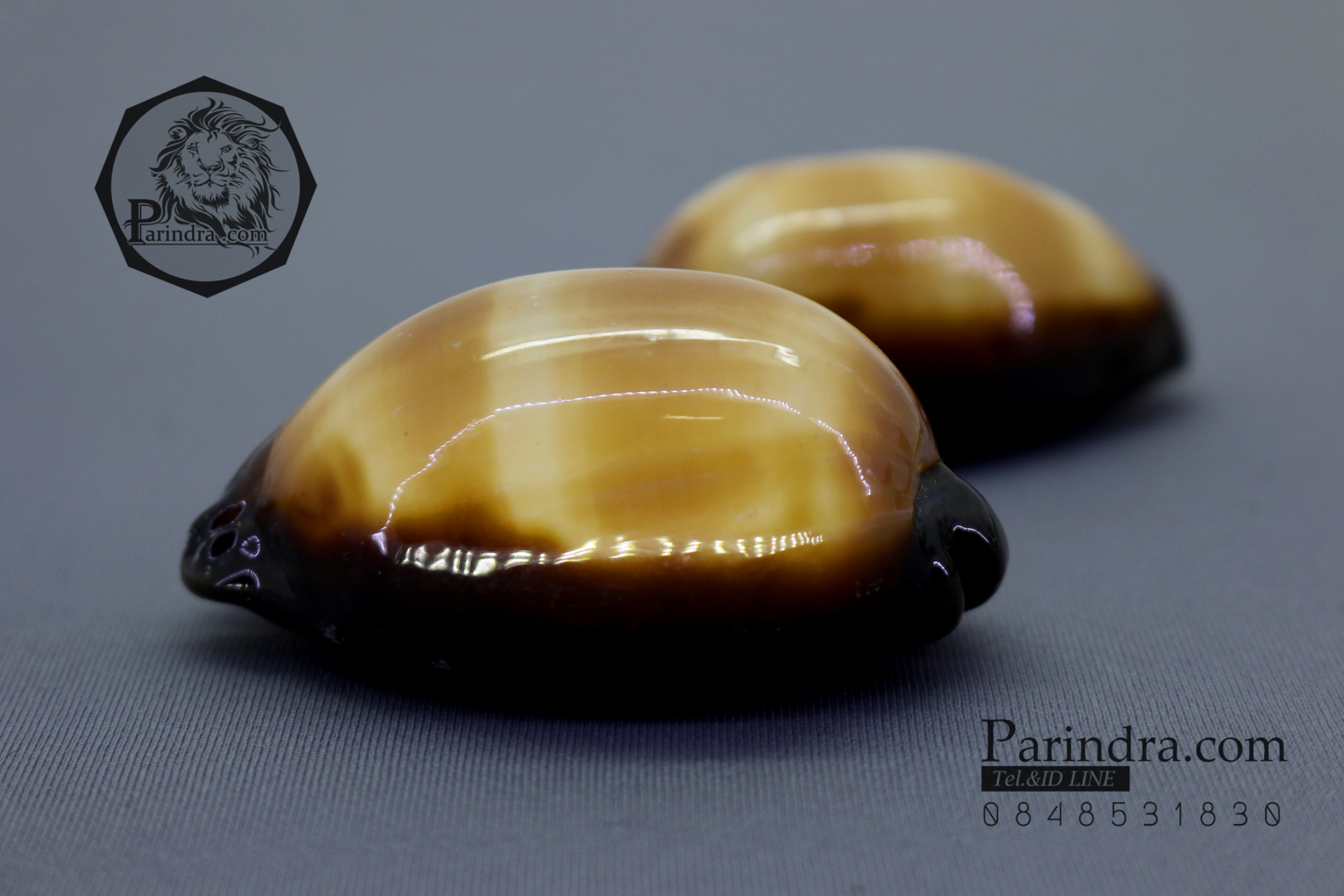 เปลือกหอยเบี้ยท้องดำ Mole Cowry (Talparia talpa) คละไซส์ ขนาดเฉลี่ยประมาณ 50 - 60 mm.