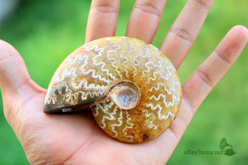 ฟอสซิลหอย Ammonite (Cleoniceras besairiei) L1