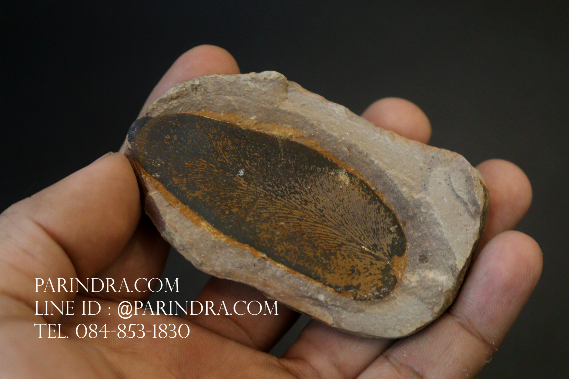 ฟอสซิลเฟิร์น ชนิด Neuropteris sp. จาก Mazon Creek, Illinois, USA #FRN002