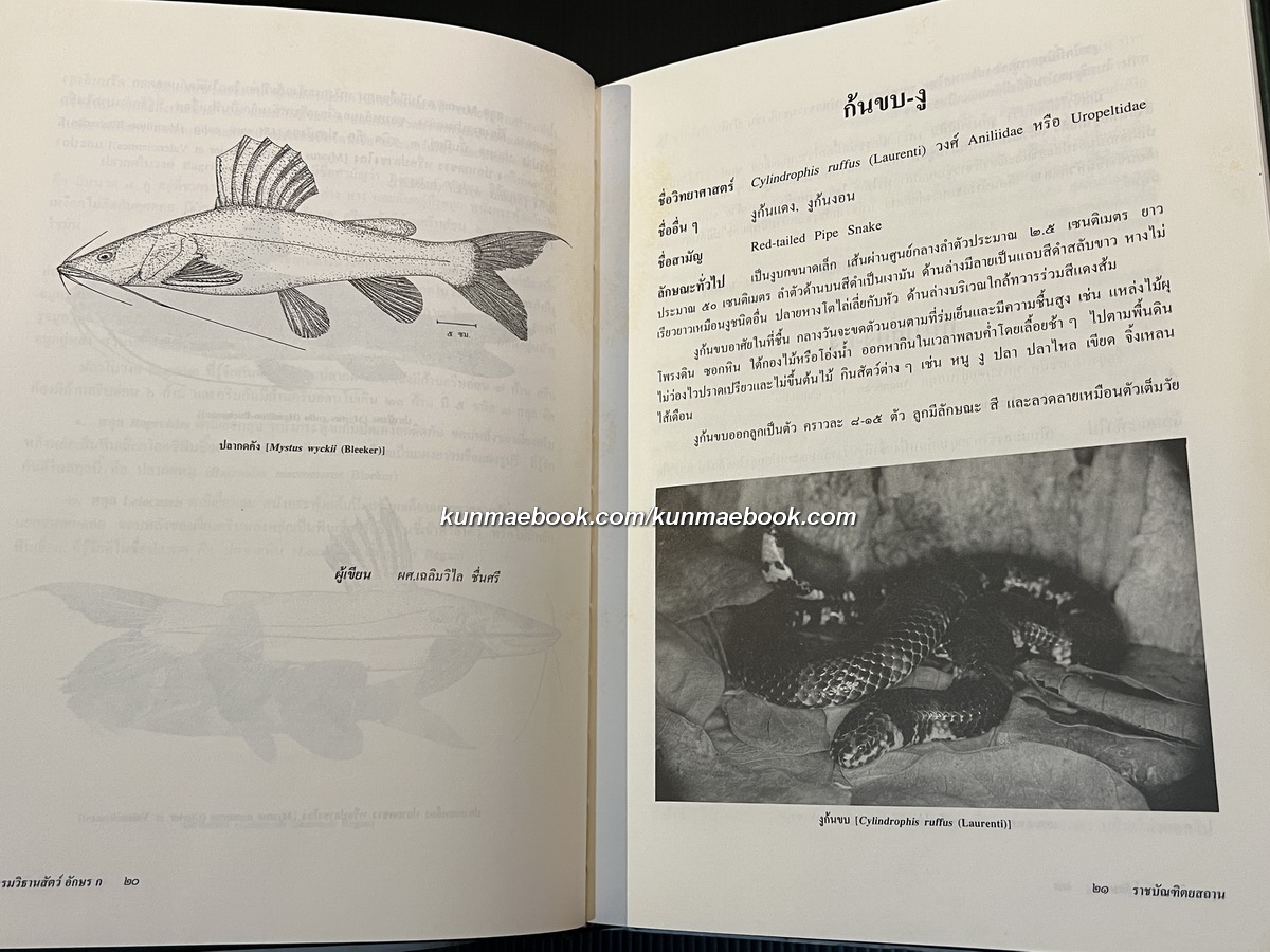 อนุกรมวิธานสัตว อักษร ก ฉบับราชบัณฑิตยสถาน