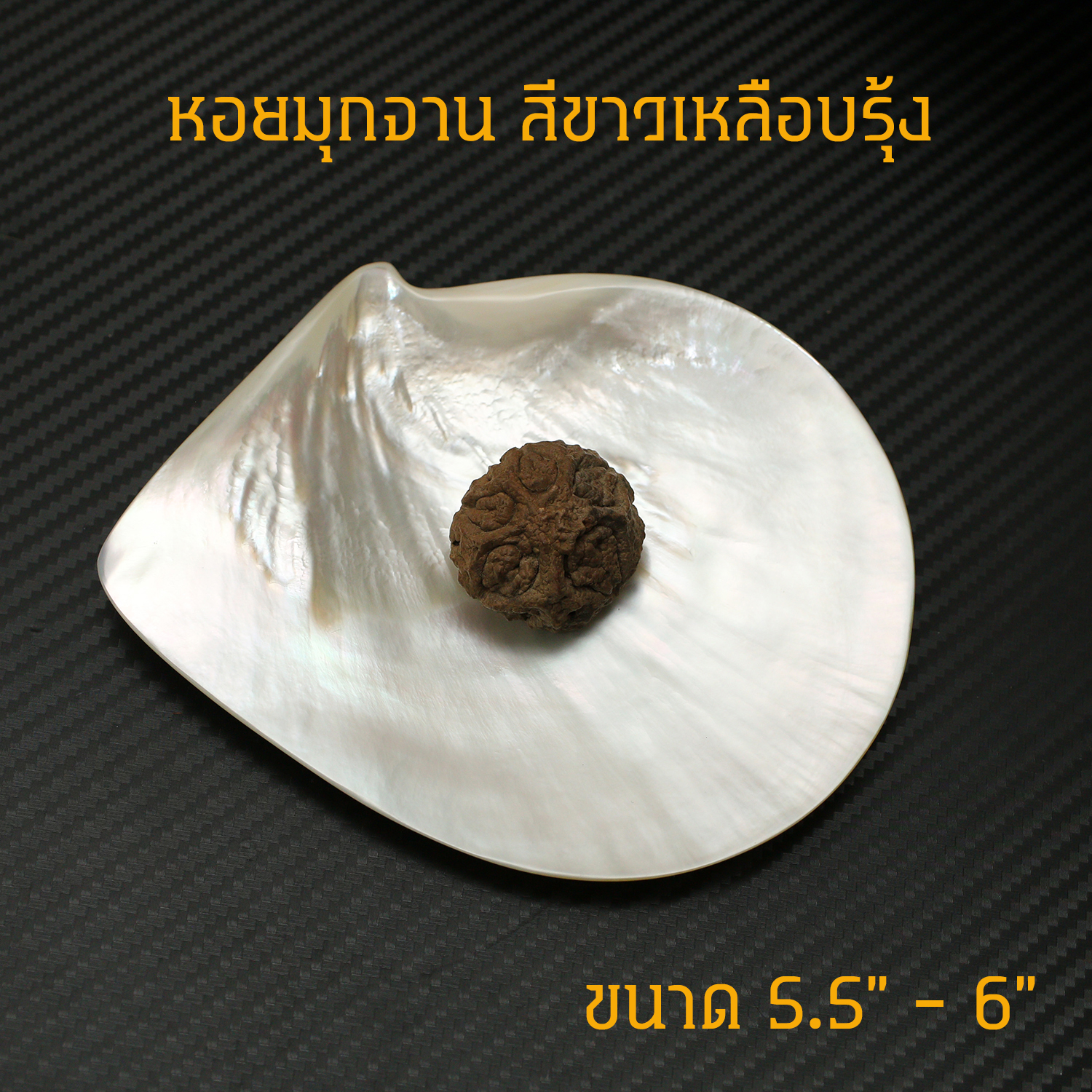 เปลือกหอยมุกจานขาว WHITE PEARL ขัดมันแวววาว สวยงาม