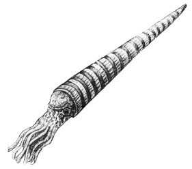 ฟอสซิล Nautiloid ออโทเซอรัส (Orthoceras sp.) - จาก Morocco #OT006
