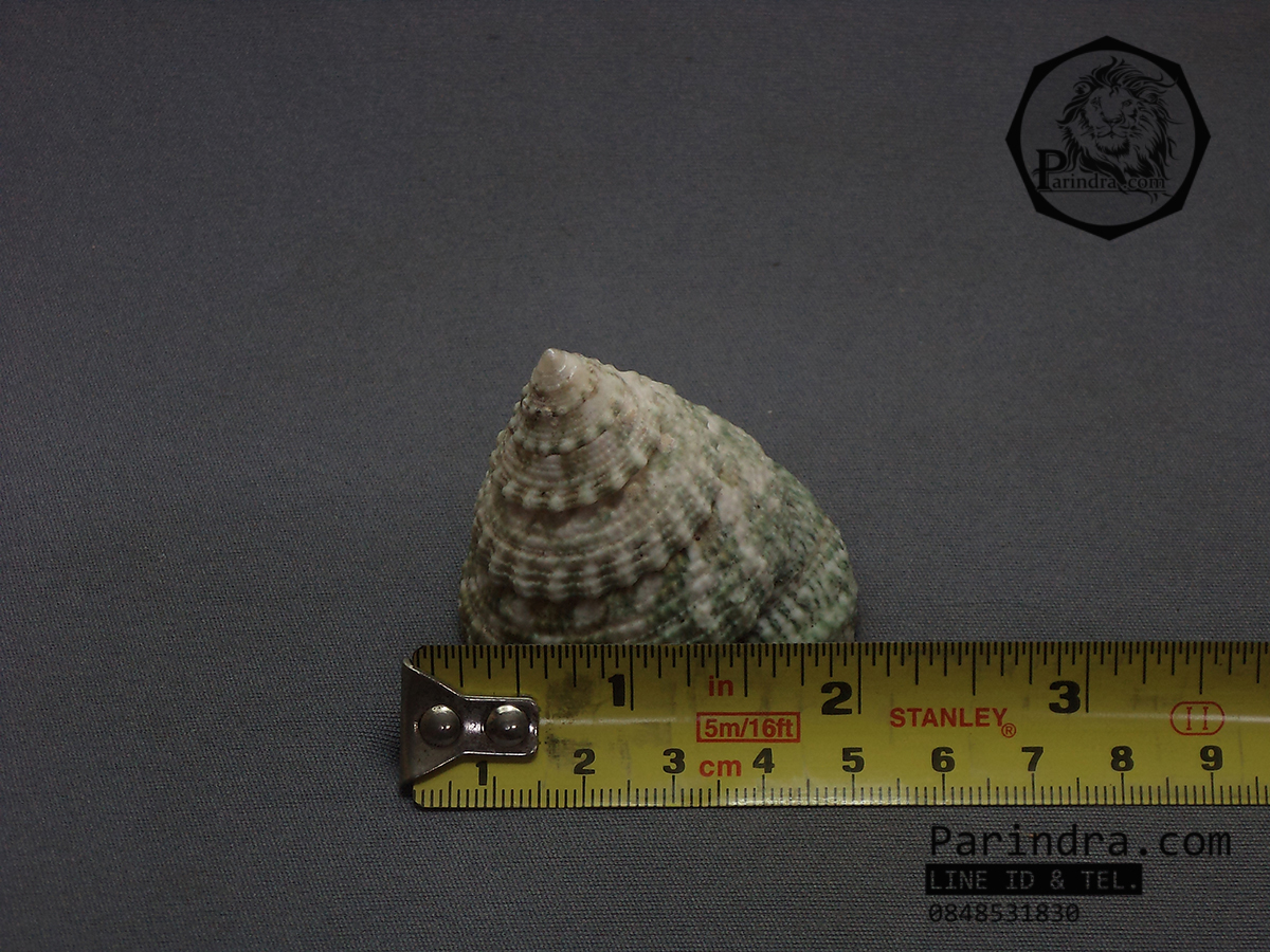 เปลือกหอยนมสาวลายเขียว Trochus ขนาด 2 นิ้ว สำหรับตกแต่งหรือสะสม 1