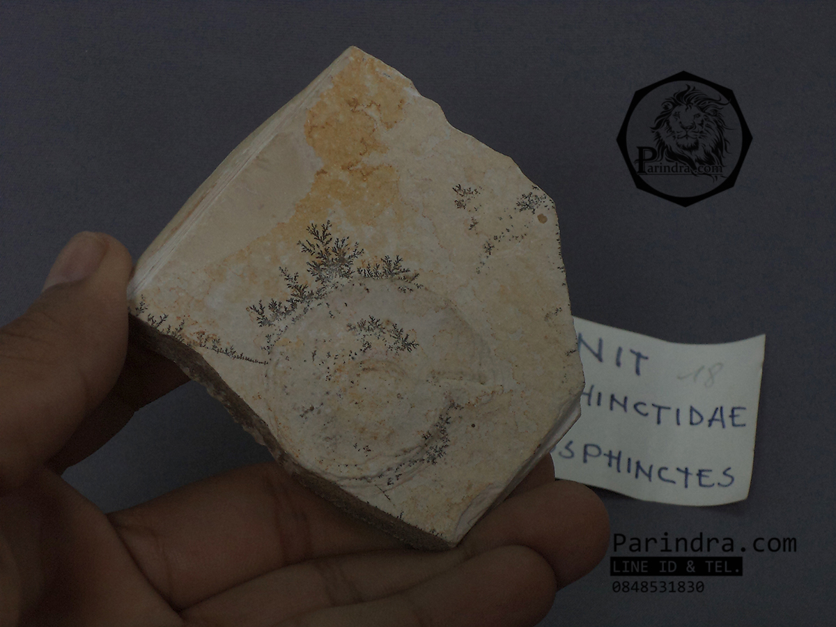 ขายฟอสซิล Ammonite Dendrite จากประเทศเยอรมัน #AM028
