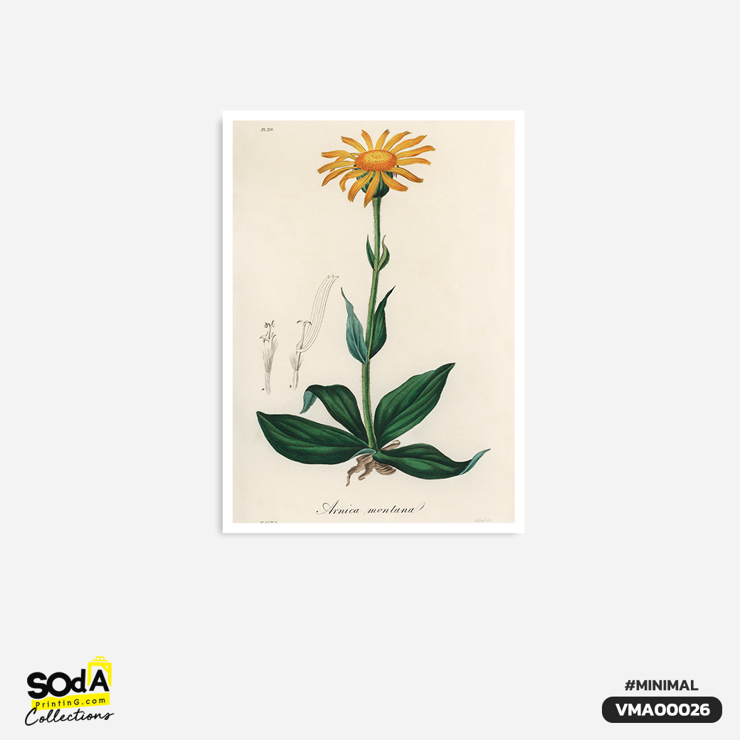 ภาพตกแต่งบ้านสำเร็จรูป Dahlberg Daisy VMA00026 #SOdAcollection #ภาพตกแต่งบ้านสไตล์มินิมอล #มินิมอล #MINIMAL