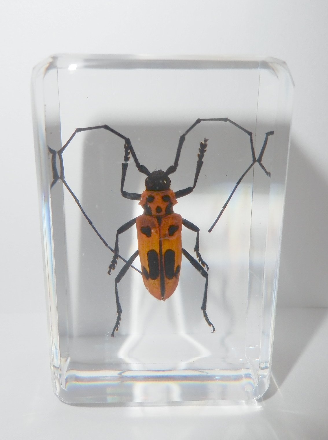 แมลงในเรซิ่น แมลงสต๊าฟ หล่อในเรซิ่นใส ด้วงลายจุดน้ำตาลหนวดยาว Spotted Brownish Longhorn Beetle - Purpuricenus lituratus