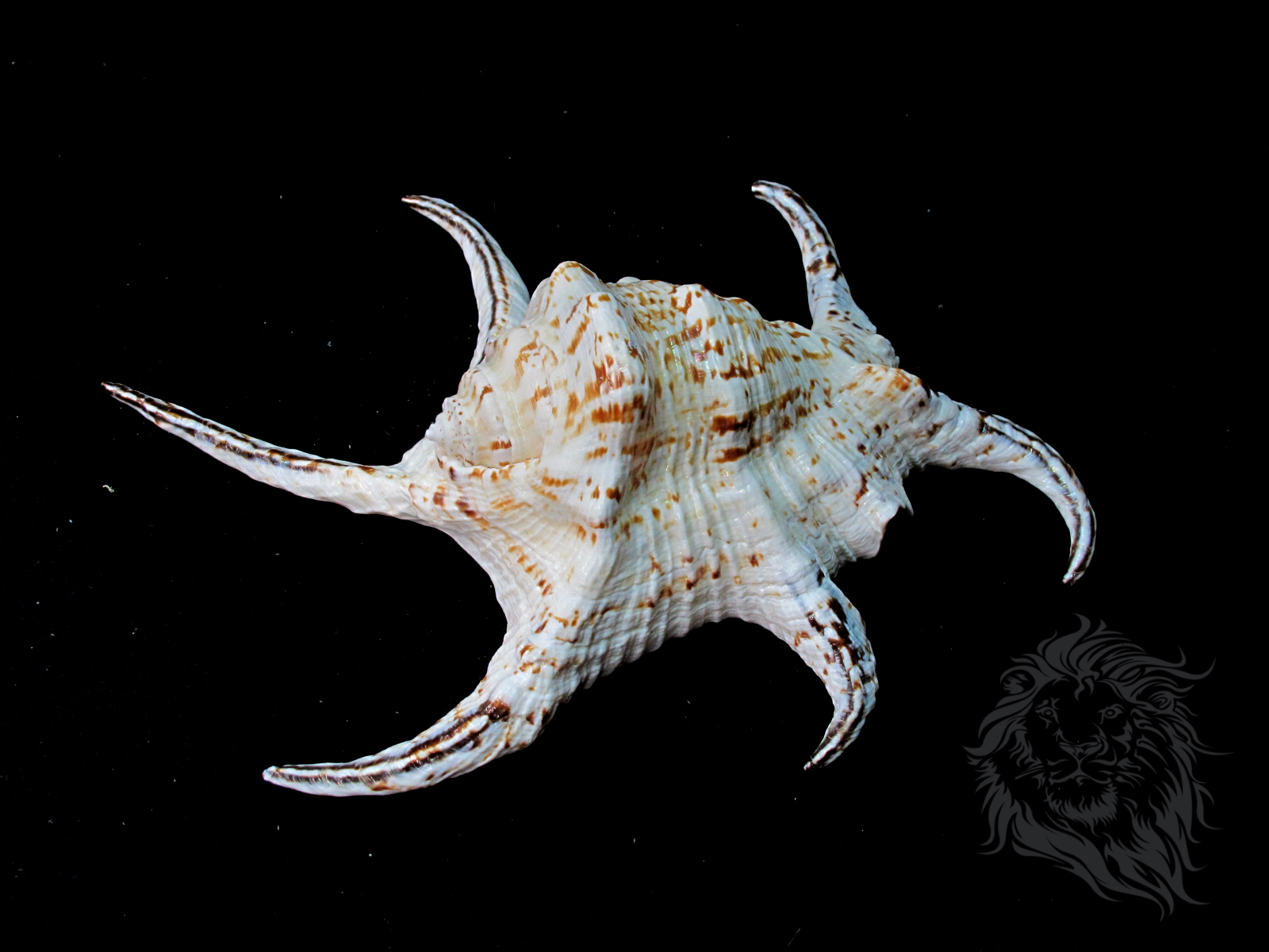 ขายเปลือกหอยจักรนารายณ์ Lambis chiragra สภาพสมบูรณ์ #LC000