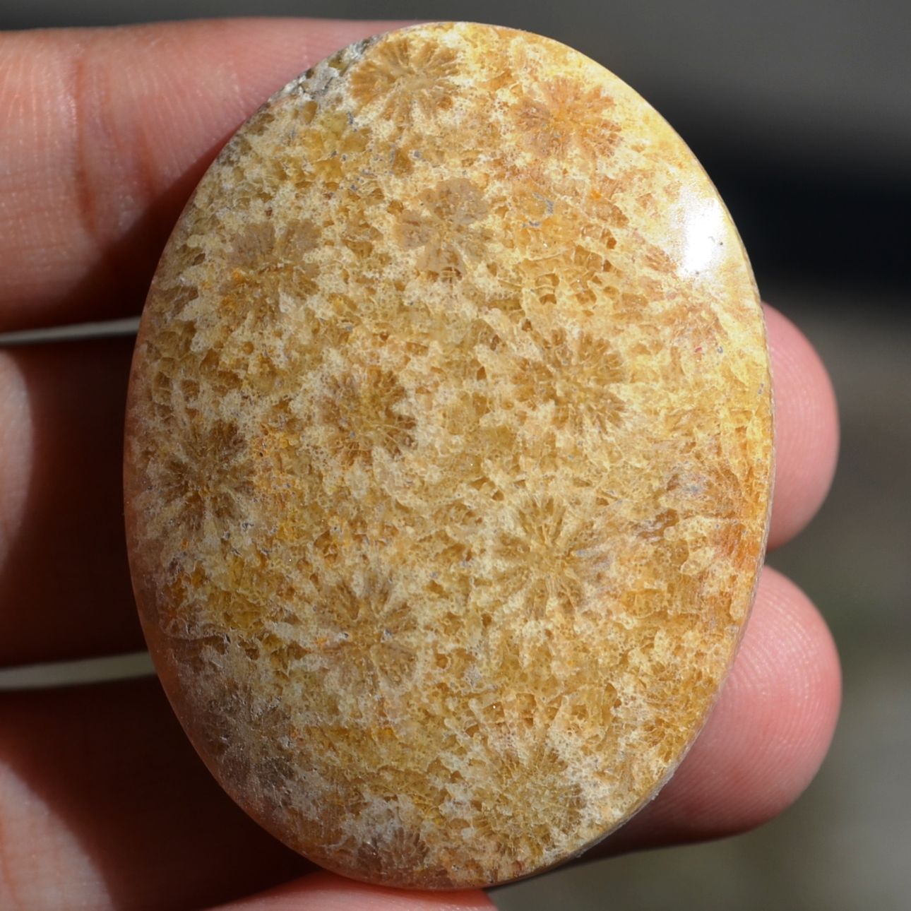 ฟอสซิลหินปะการังขัด Fossil Coral ใหญ่และหนา สำหรับห้อยคอ หรือ พวงกุญแจ คัดสวยพิเศษ #CRF025