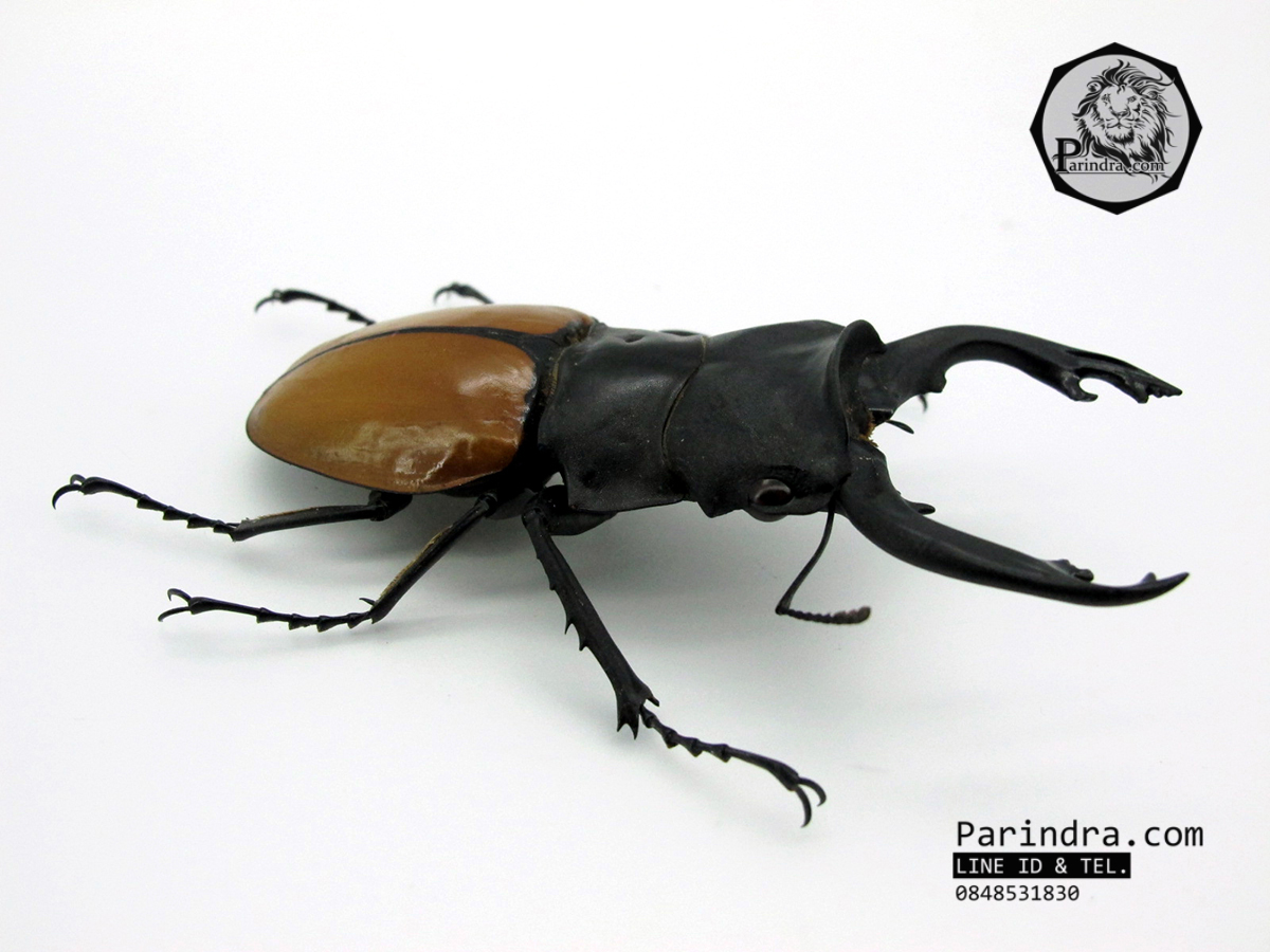 ซากด้วงคีมกว่างเหลืองซางกาญจนบุรี (Odontolabis mouhotii elegans) ขนาด 75 mm. จากภาคตะวันตกของประเทศไทย