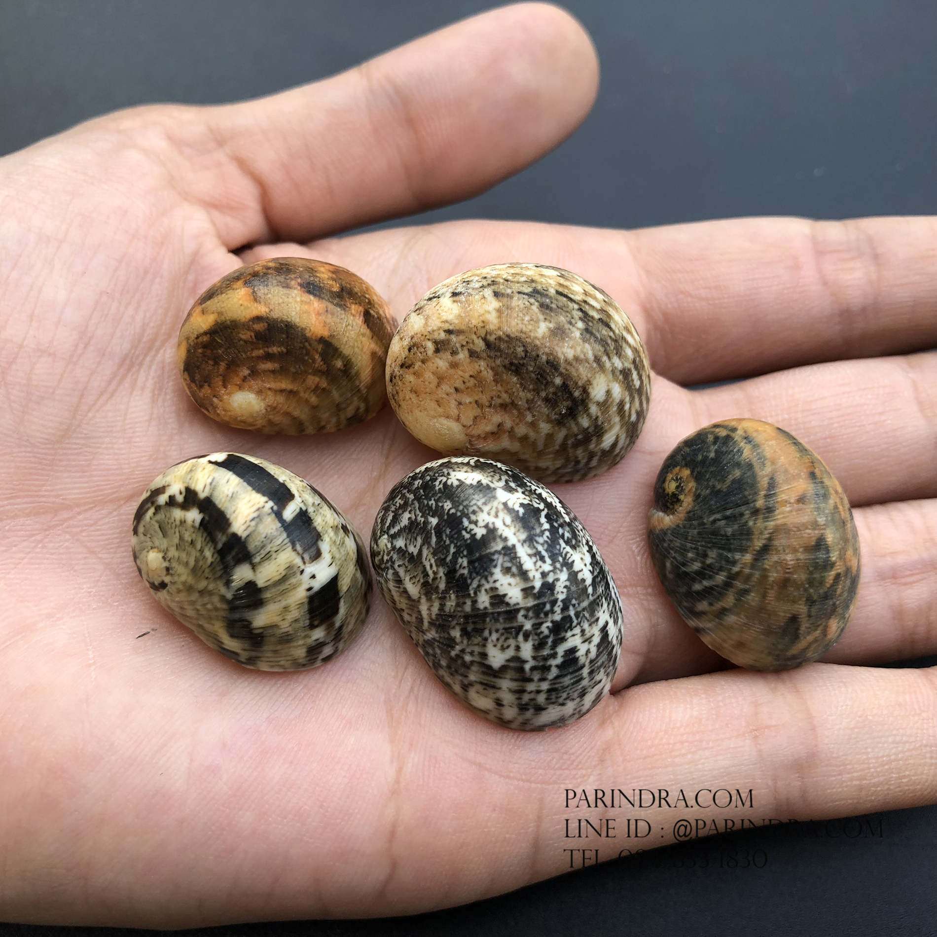 เซ็ตเปลือกหอยน้ำพริก หอยนกหวีด Nerita sp. เป่ามีเสียง สีสวย Set 6