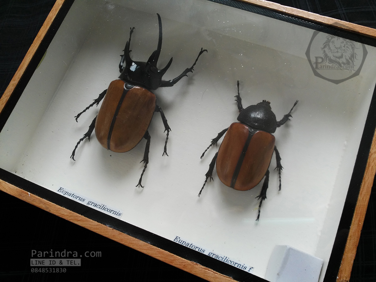 ด้วงกว่างห้าเขา กว่างซางเหนือ ตัวผู้และตัวเมีย (Eupatorus gracilicornis Arrow) สำหรับตั้งโชว์ ขนาด 6x8 นิ้ว