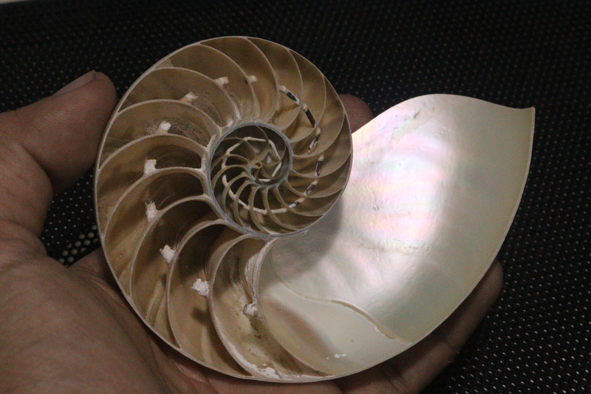 ขายเปลือกหอยงวงช้าง นอติลุสแบบผ่าซีก Nautilus Pompilus หอยหายาก NP004