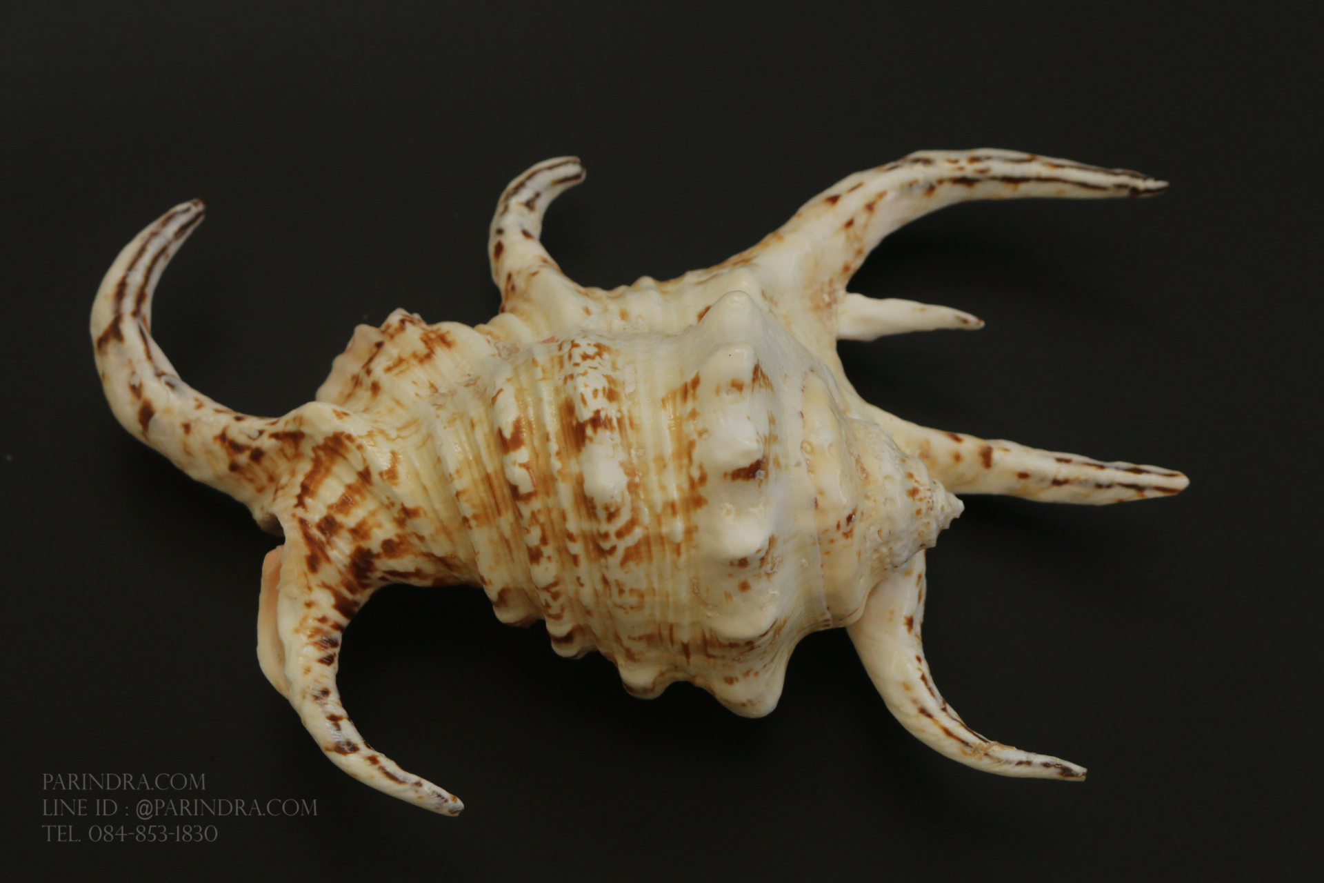 เปลือกหอยจักรนารายณ์ Lambis chiragra #LC009