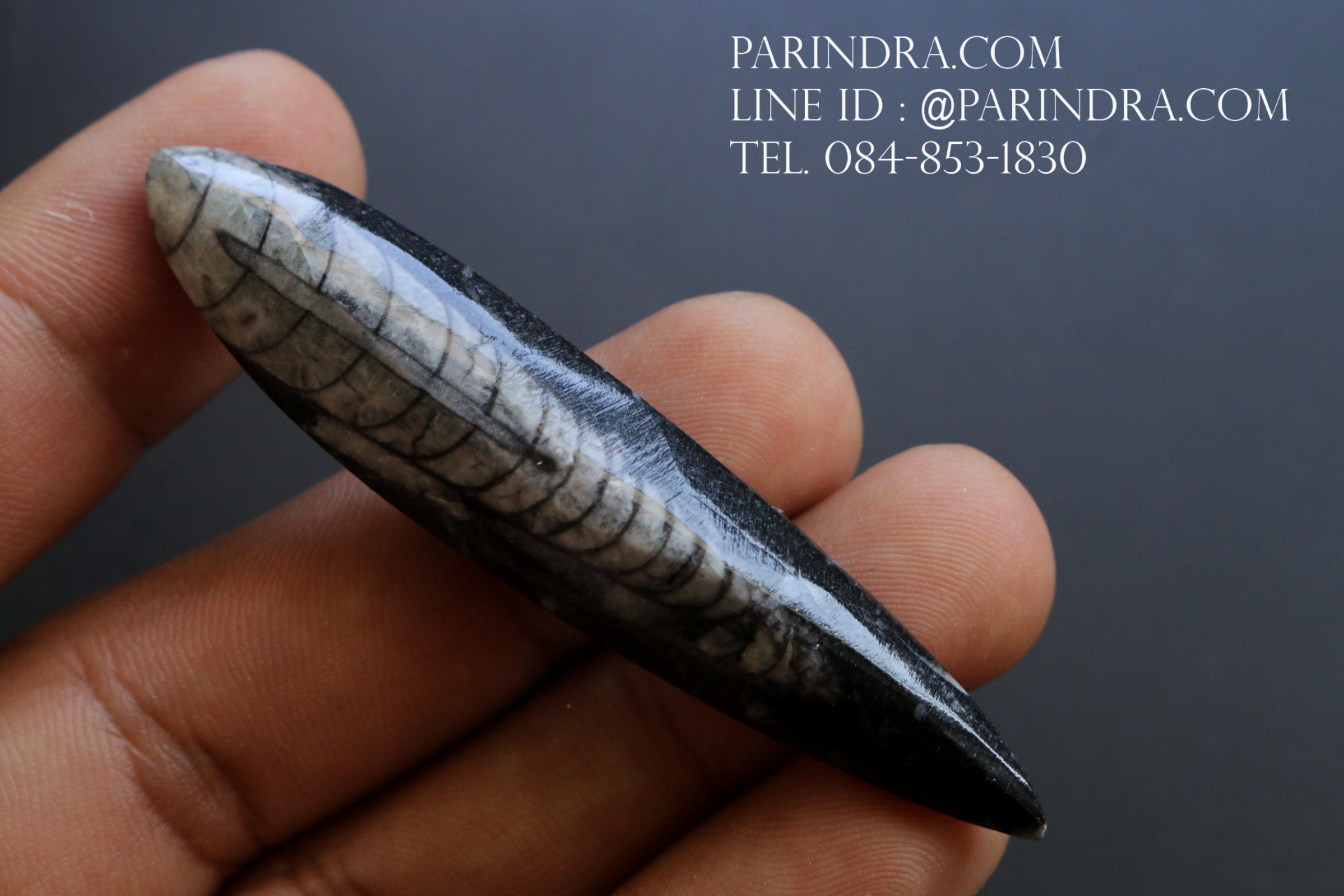 ฟอสซิล Nautiloid ออโทเซอรัส (Orthoceras sp.) - จาก Morocco #OT005