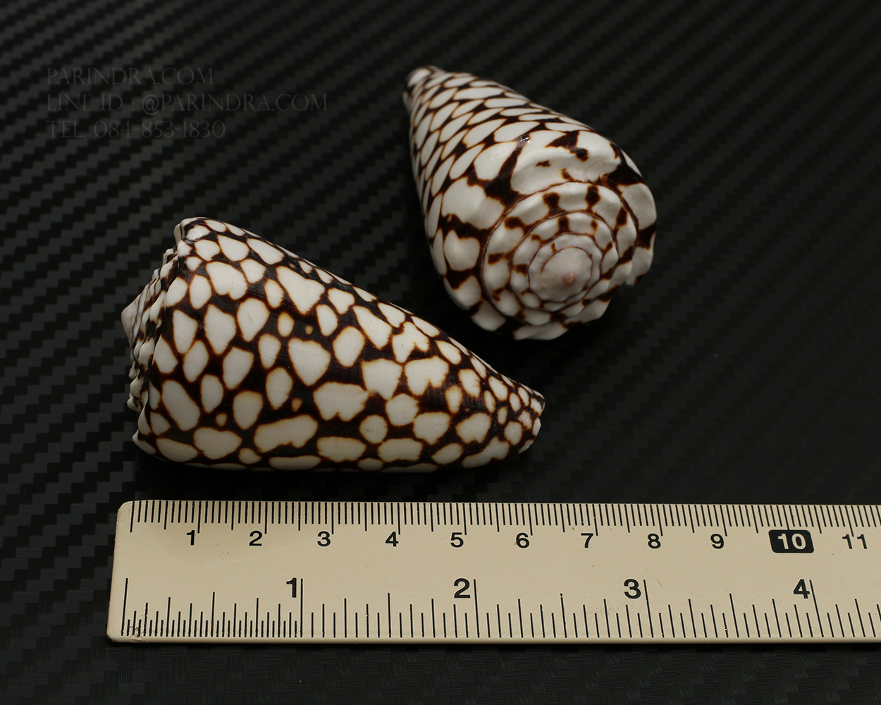 เปลือกหอยเต้าปูนลายจุด #Conus marmoreus ขนาดประมาณ 2 นิ้ว
