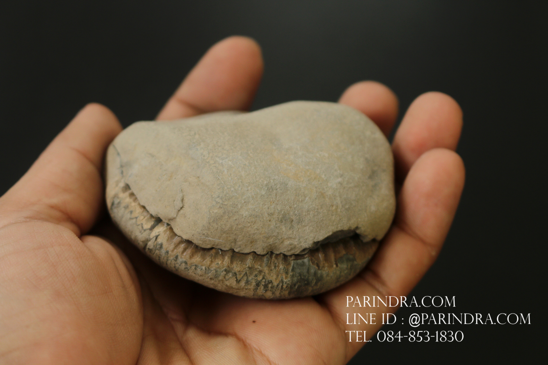 ฟอสซิล แอมโมไนต์ Ammonite Dactylioceras commune Whitby UK #AM039