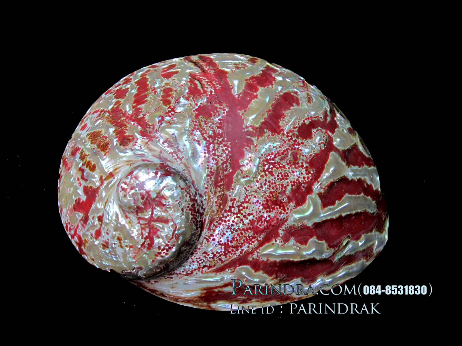 เปลือกหอยเป๋าฮื้อ(Abalone)ขัดและเคลือบเรซิ่นแดง 001