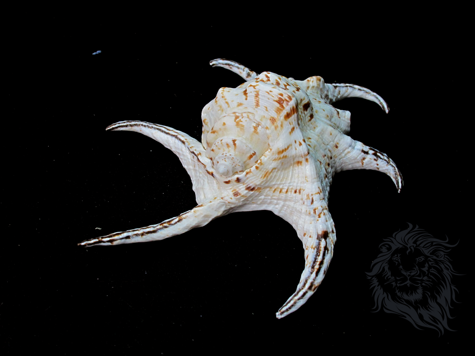 ขายเปลือกหอยจักรนารายณ์ Lambis chiragra สภาพสมบูรณ์ #LC000