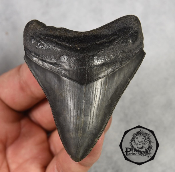 ฟันฉลามยักษ์เมกกาโลดอน Megalodon จาก South Carolina USA ขนาด 2 7/8 นิ้ว #MGT003