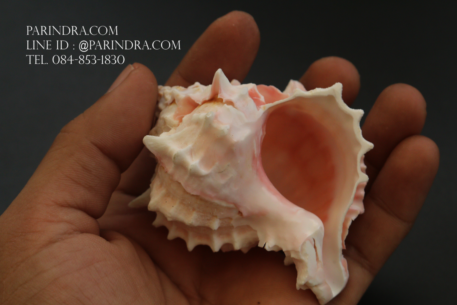 เปลือกหอยสังข์มะระชมพู สำหรับงานตกแต่ง