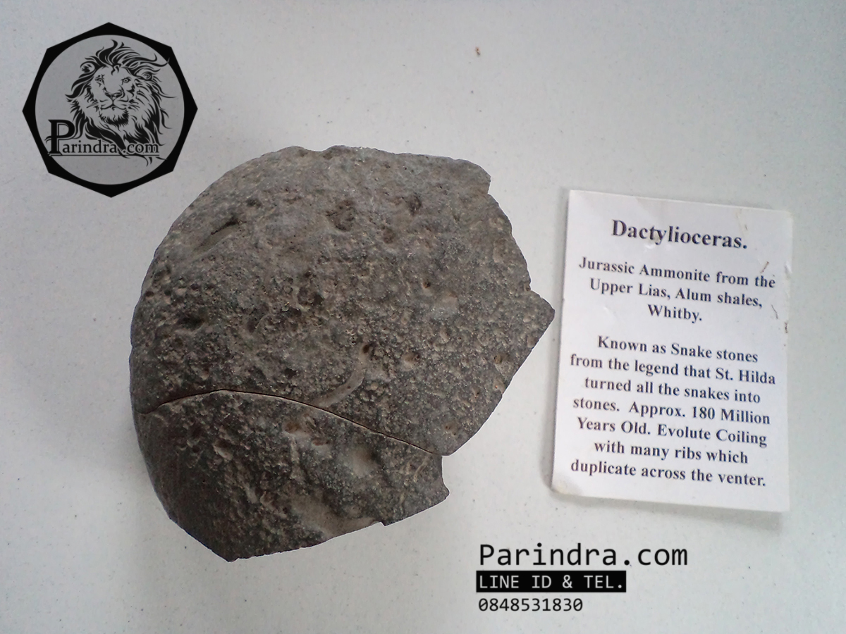 ฟอสซิลหอย Ammonite Dactylioceras commune Whitby Fossil UK #AM002