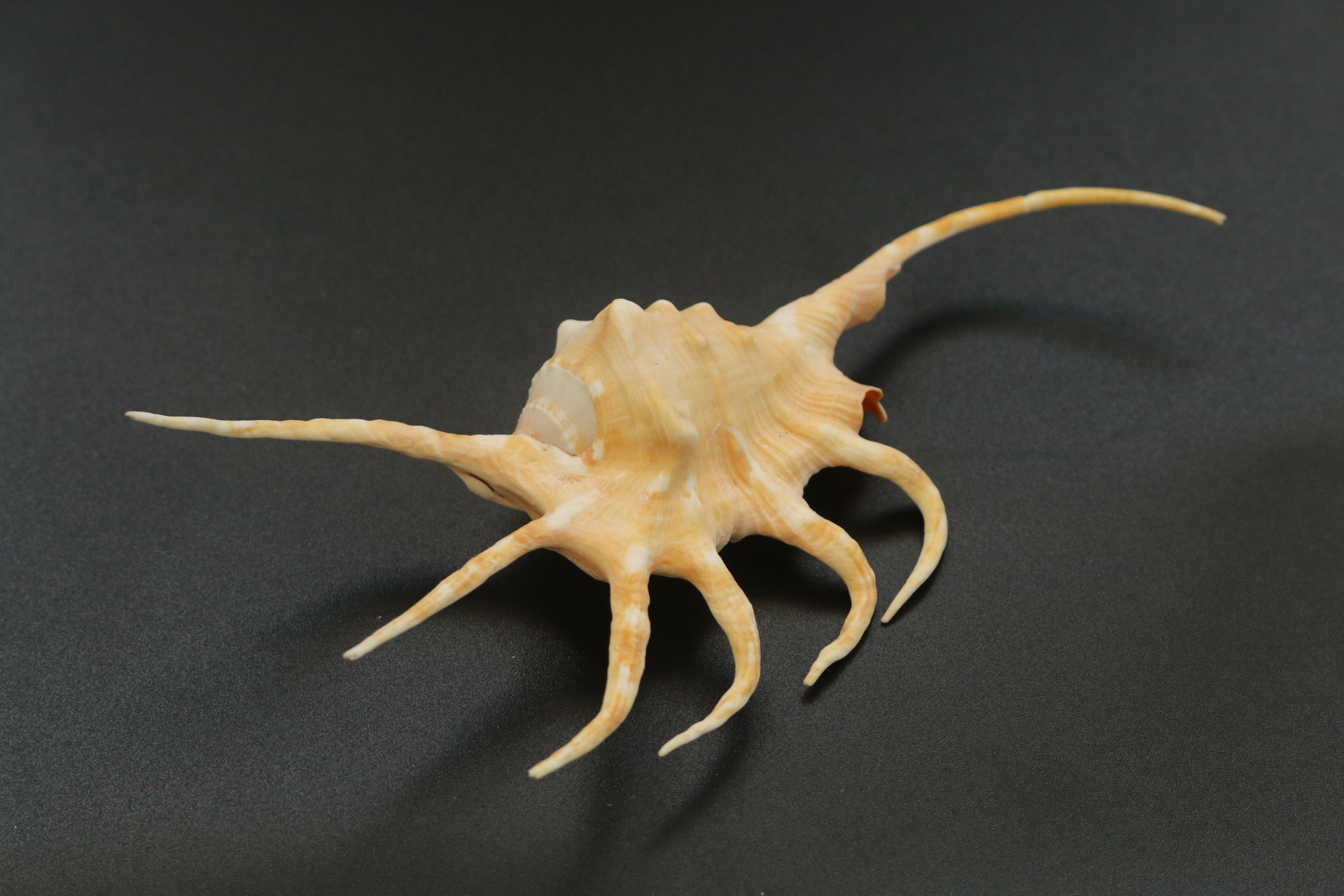 ขายเปลือกหอยจักรนารายณ์ LAMBIS CROCATA สภาพสมบูรณ์ #LC005