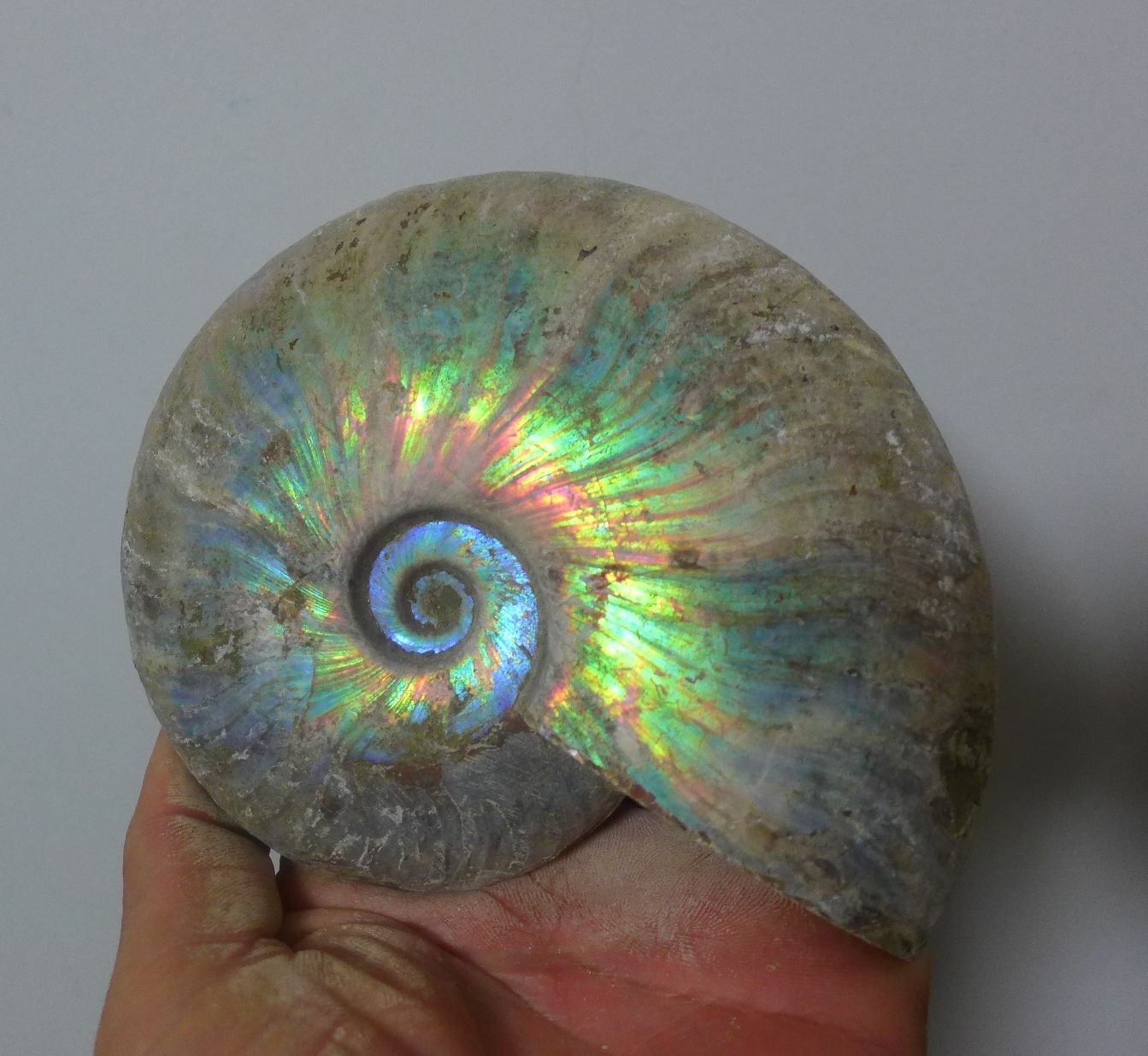 ฟอสซิลหอย Ammonite (Cleoniceras besairiei) เปลือกนอกผิวเดิมไม่ผ่านการขัด ขนาดใหญ่ - จาก Madagascarr #AM015